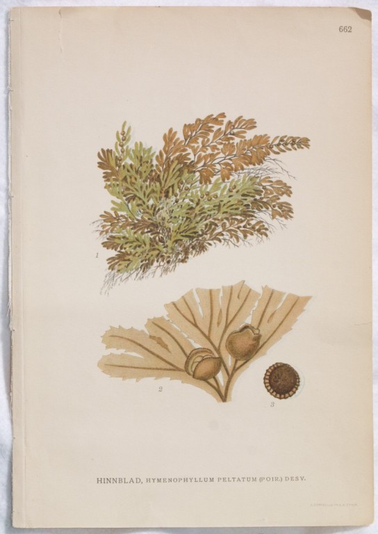 HINNBLAD Hymenophyllum peltatum (Poir.) Desv.