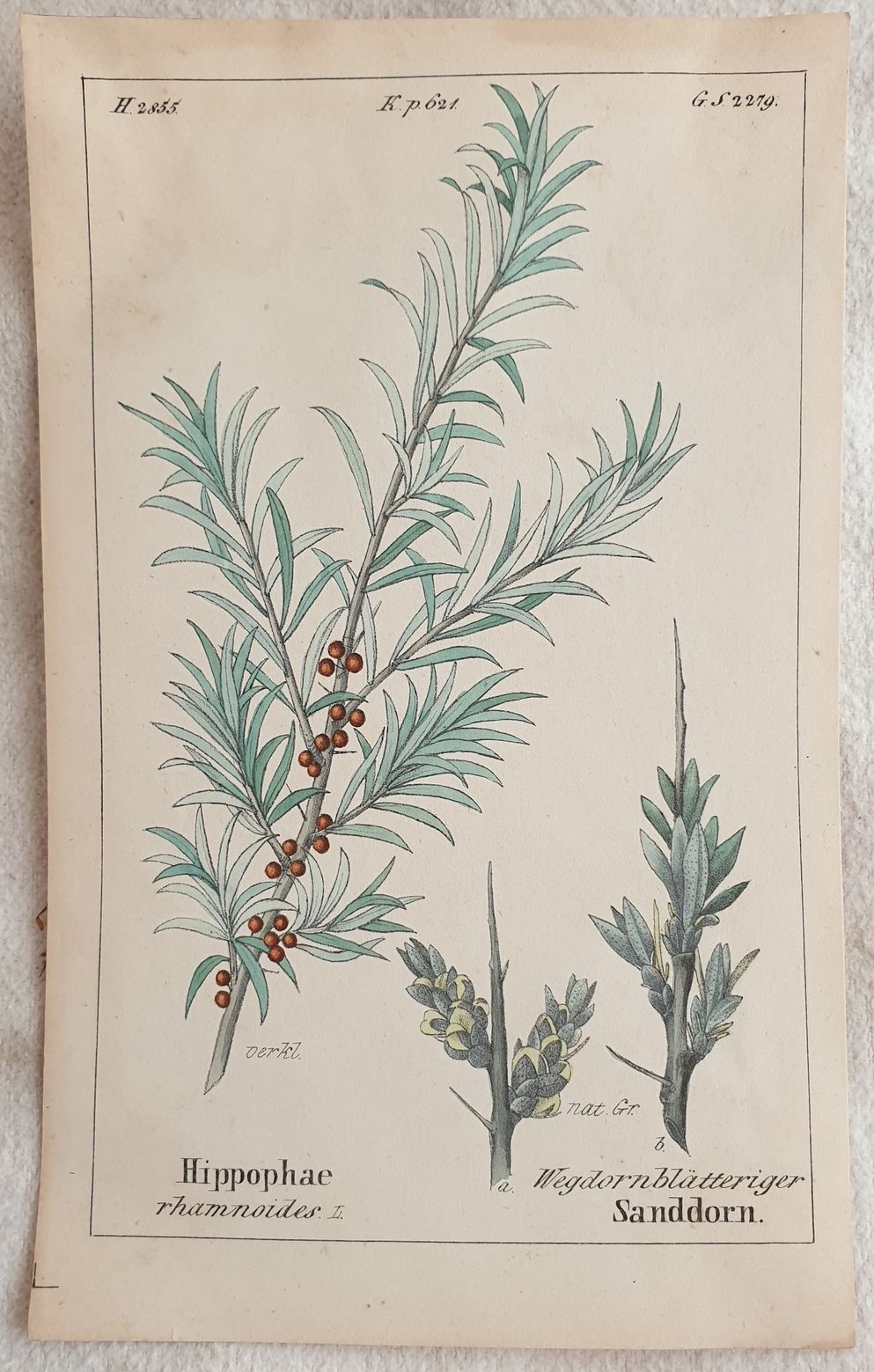 Hippophae rhamnoides