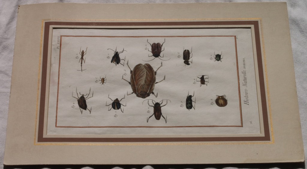 HISTOIRE NATURELLE Insectes