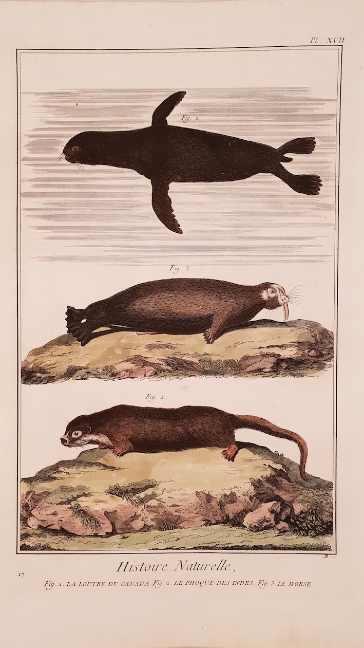 HISTOIRE NATURELLE LA LOUTRE DU CANADA - LE PHOQUE DES …