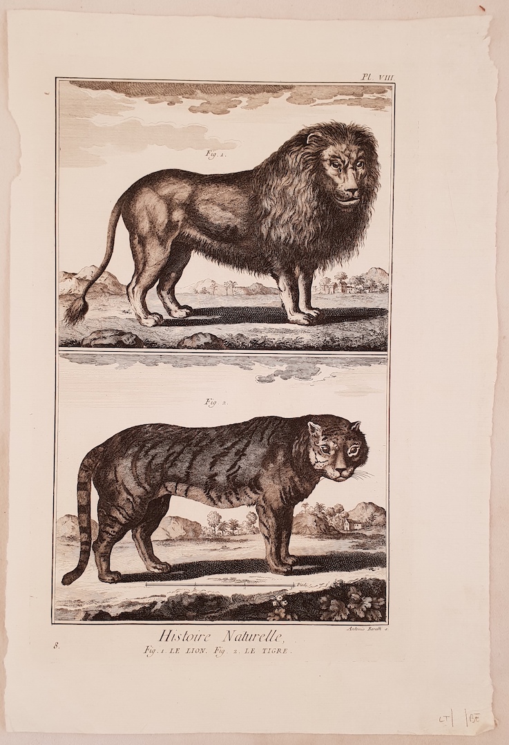 HISTOIRE NATURELLE LE LION - LE TIGRE