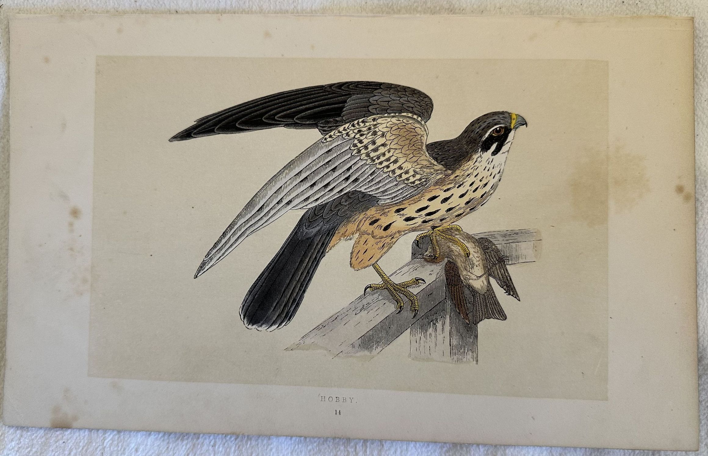 HOBBY (Lodolaio eurasiatico)