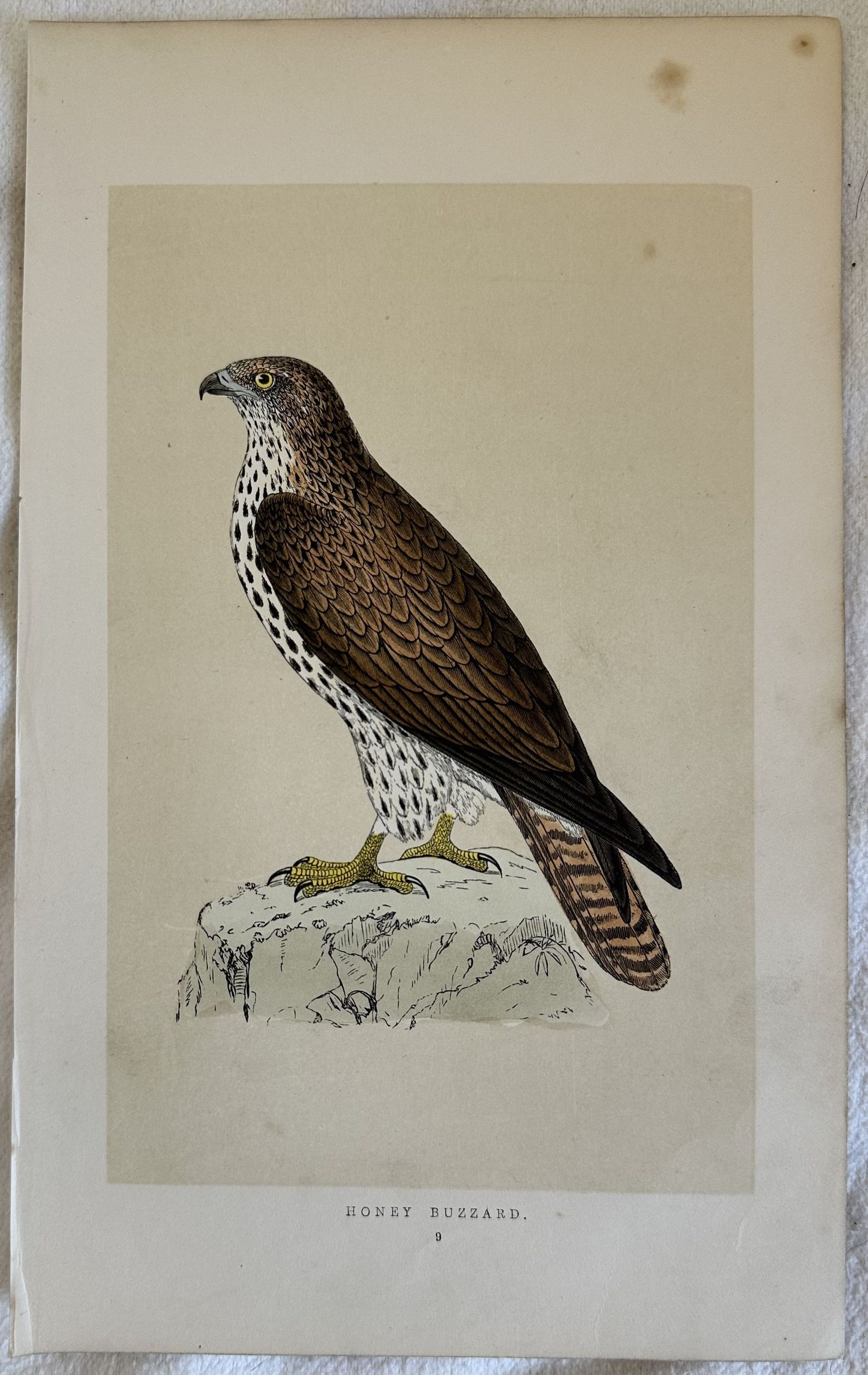 HONEY BUZZARD (Falco pecchiaiolo)