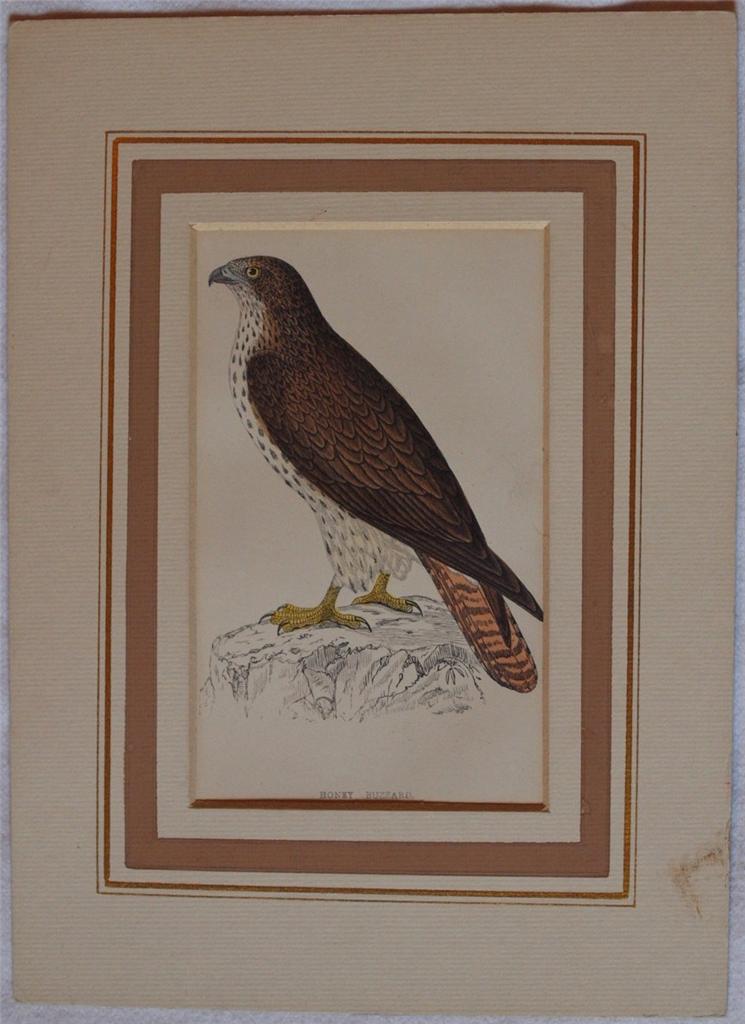 Honey Buzzard (Pernis apivorus) Falco Pennacchiolo occidentale