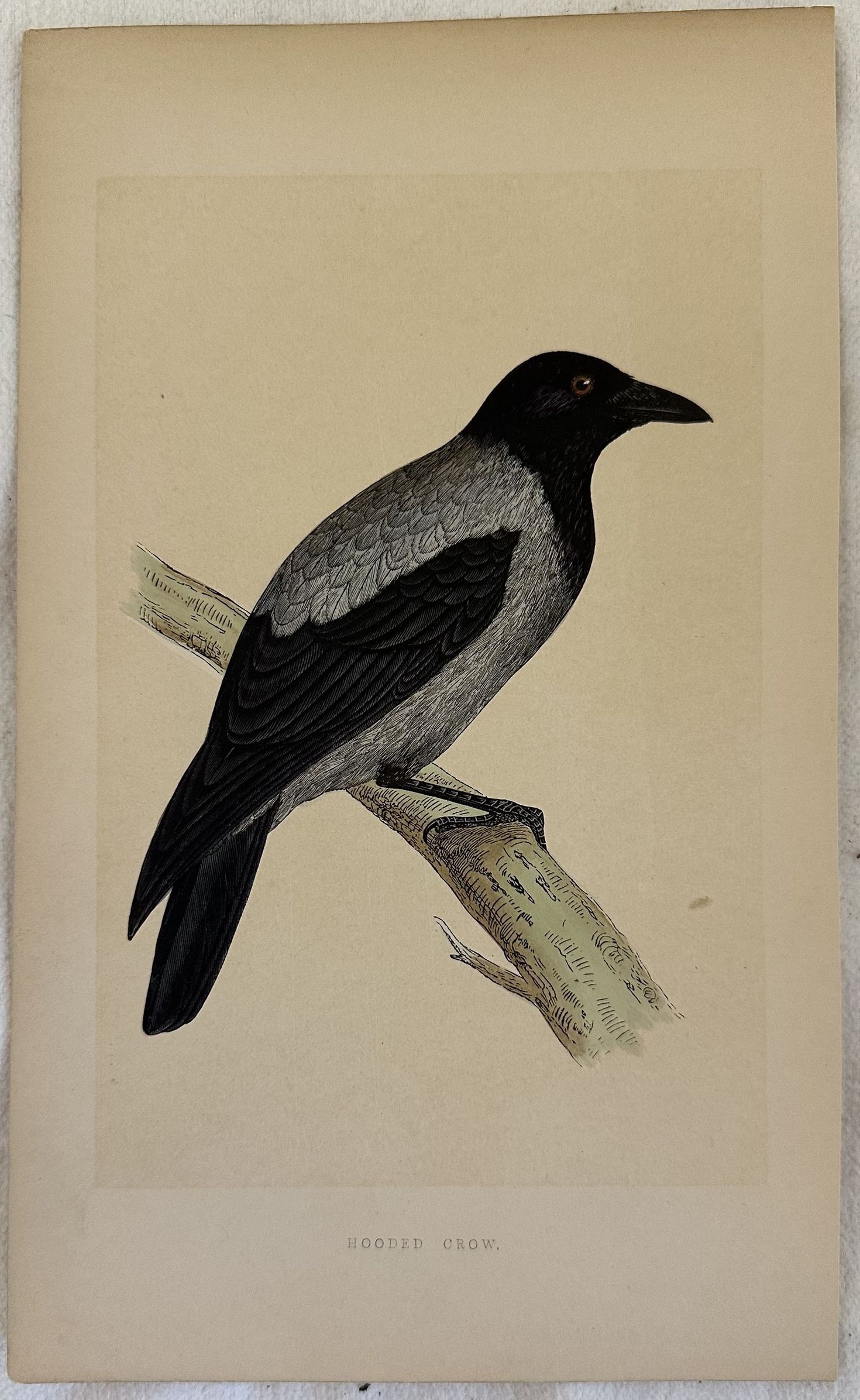 HOODED CROW Corvus cornix (Cornacchia comune)