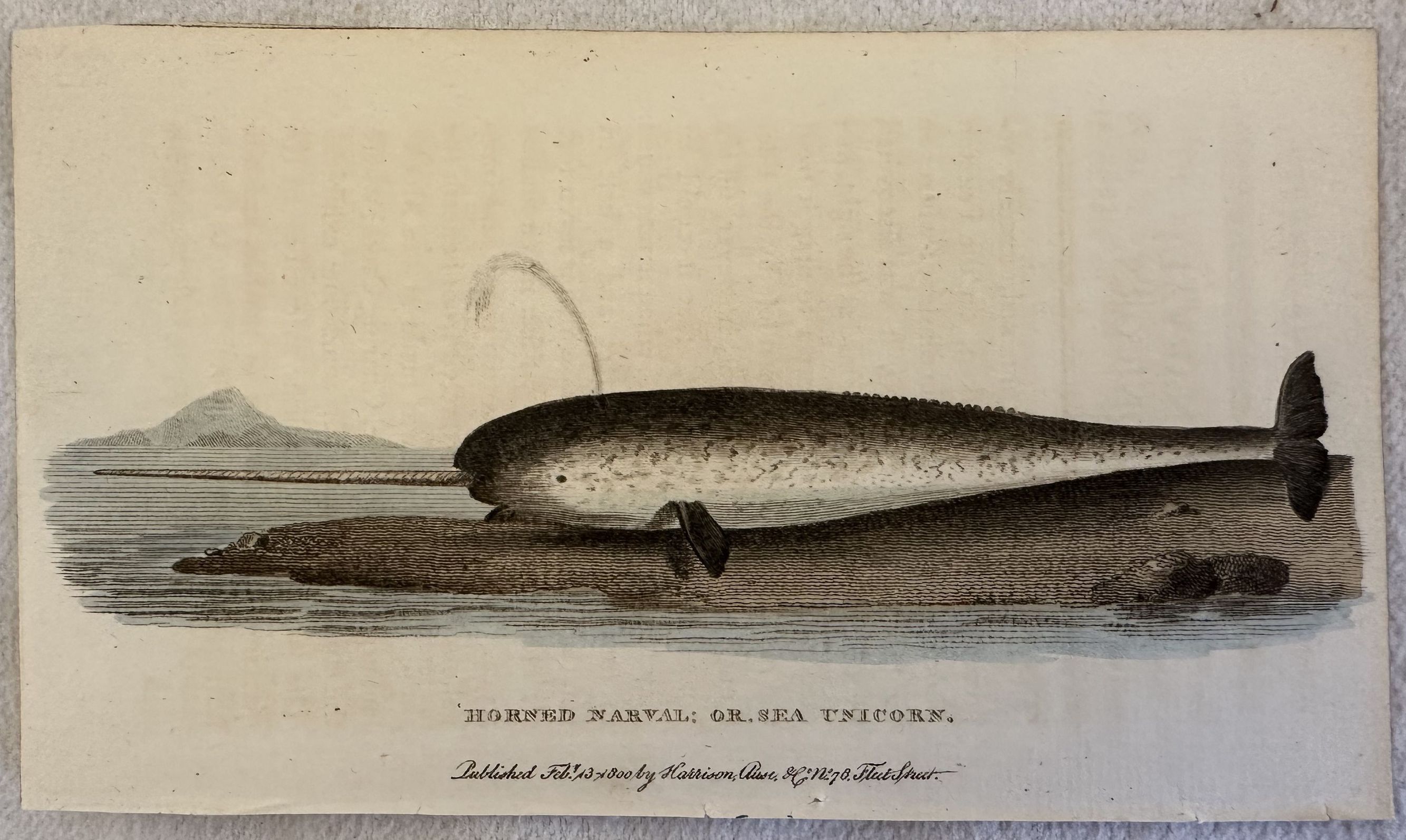 HORNED NAVAL OR SEA UNICORN (Narval o unicorno del mare) …