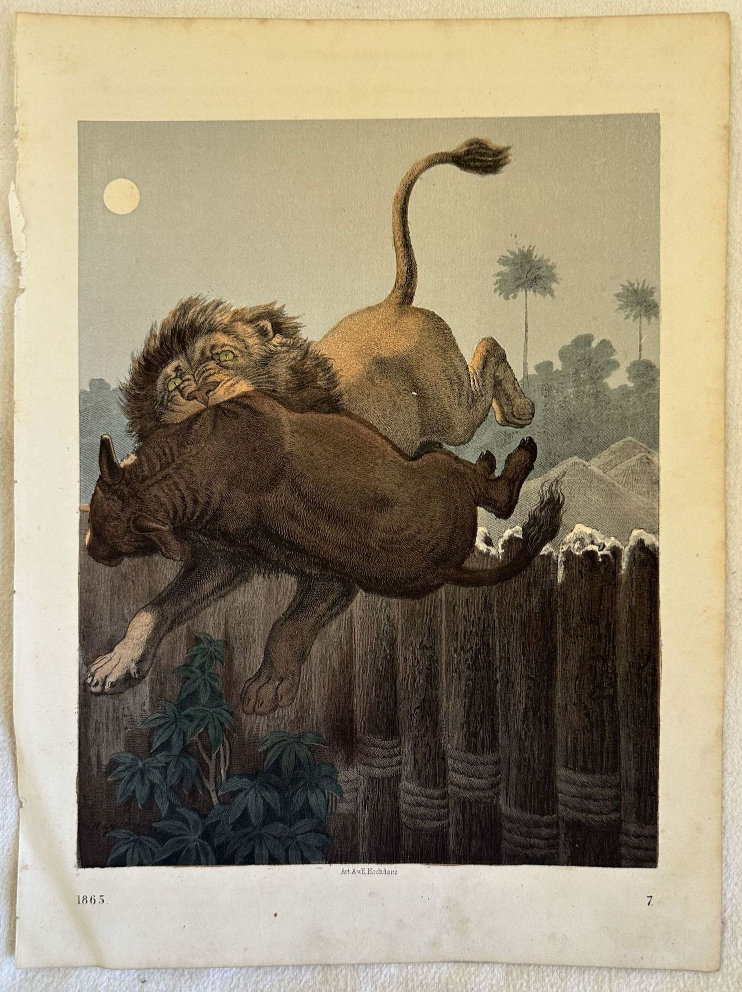 HUNTING SCENE IN AFRICA BETWEEN TWO LIONS