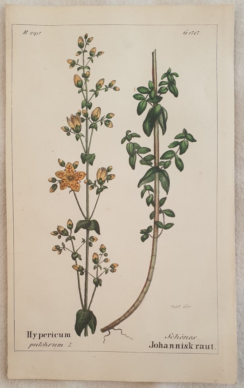 Hypericum pulchrum