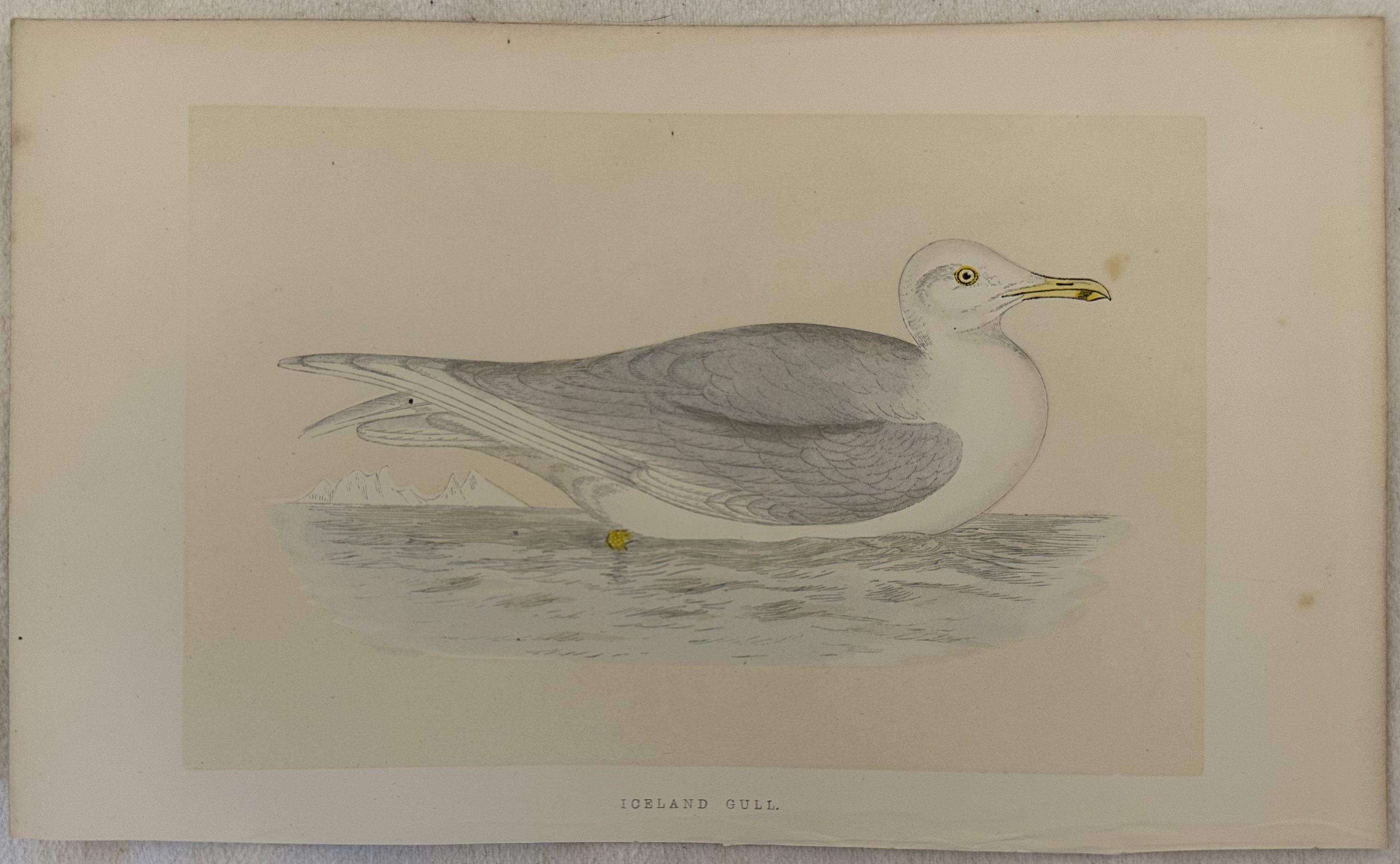 ICELAND GULL Larus glaucoides (Gabbiano d'Islanda)