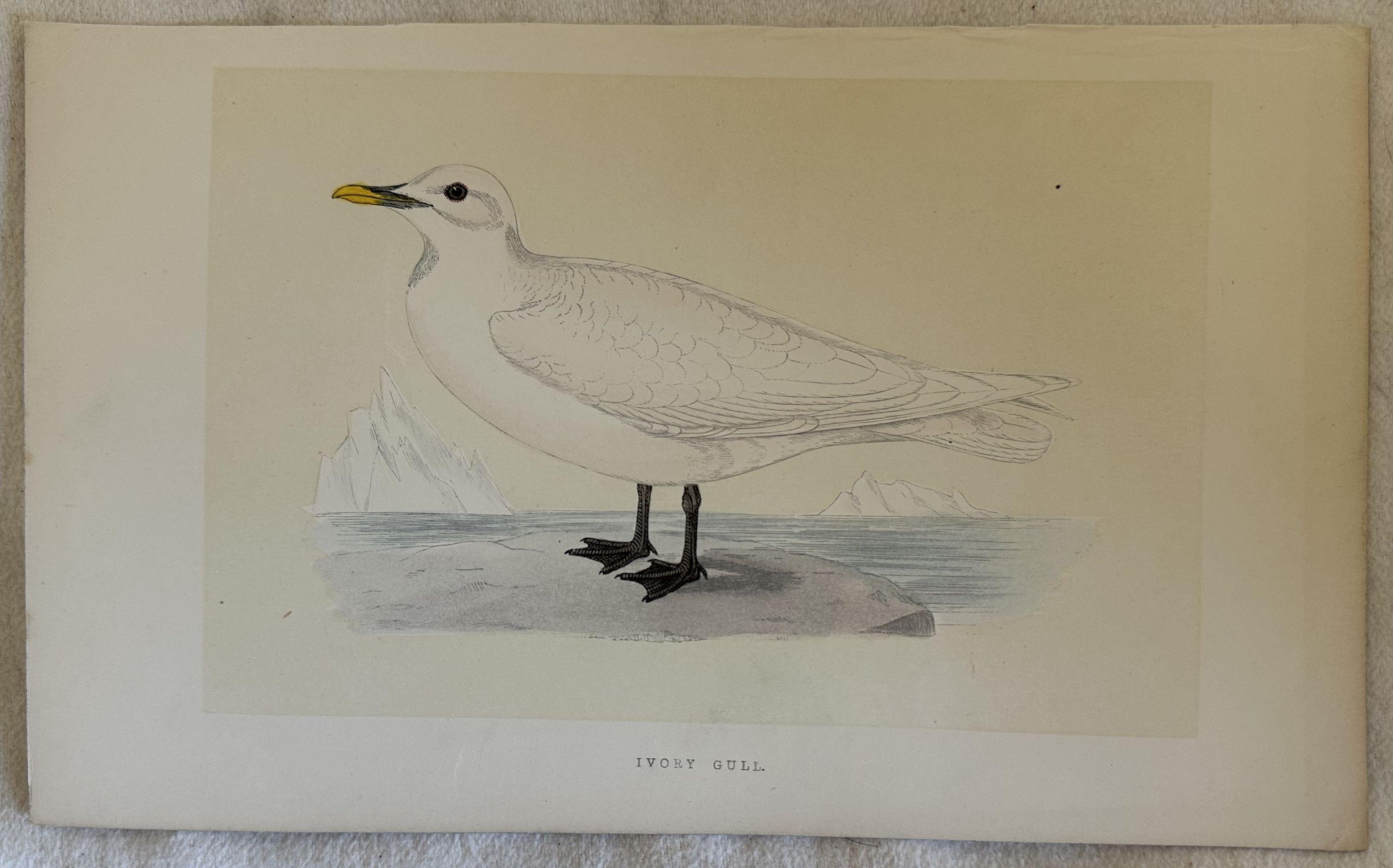 IVORY GULL Pagophila eburnea (Gabbiano d'avorio)