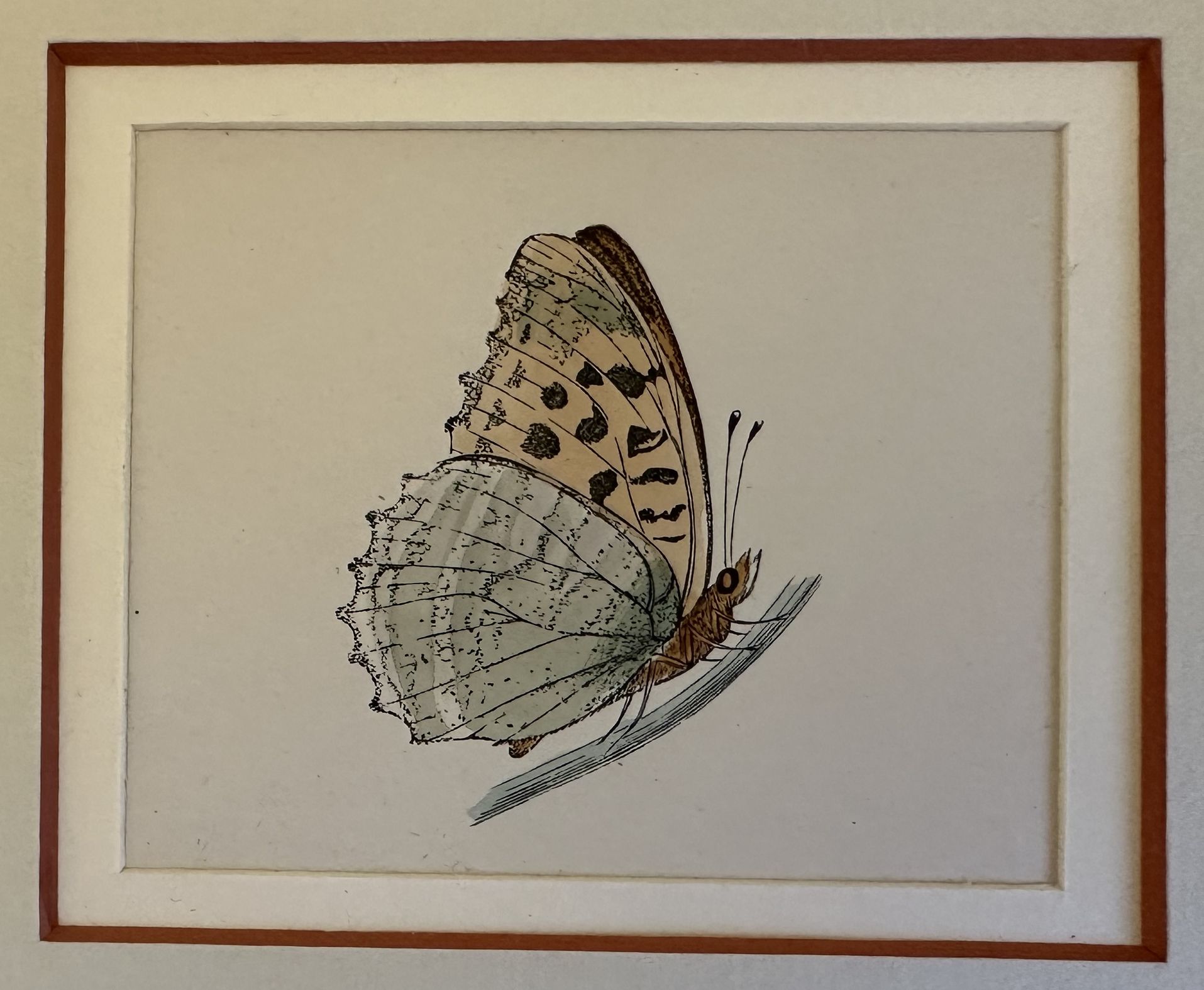 Kaisermantel Argynnis paphia (Pafia o Tabacco di Spagna)