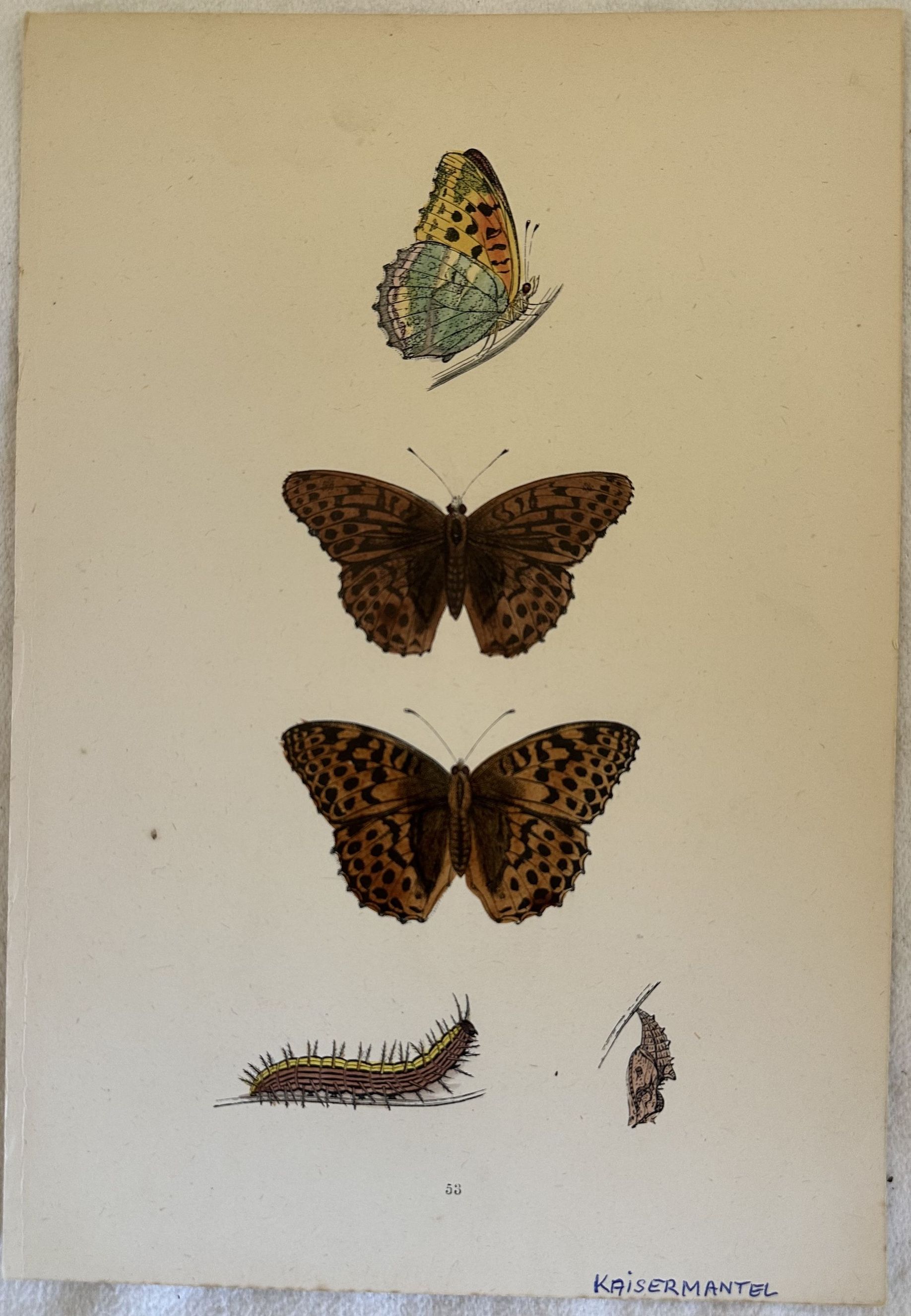 KAISERMANTEL Argynnis paphia Pafia o Tabacco di Spagna
