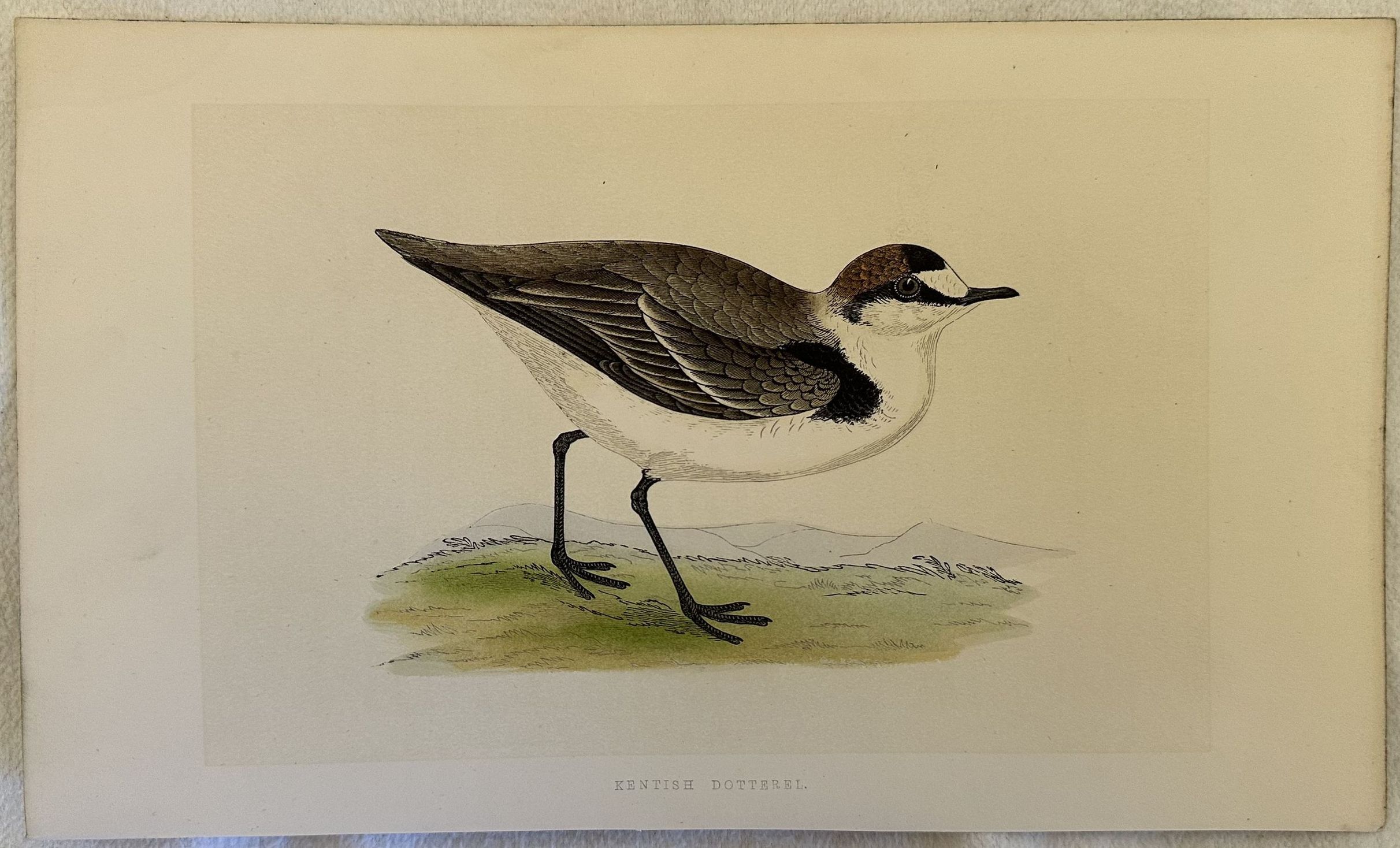 KENTISH DOTTEREL Anarhynchus alexandrinus (Fratino eurasiatico)