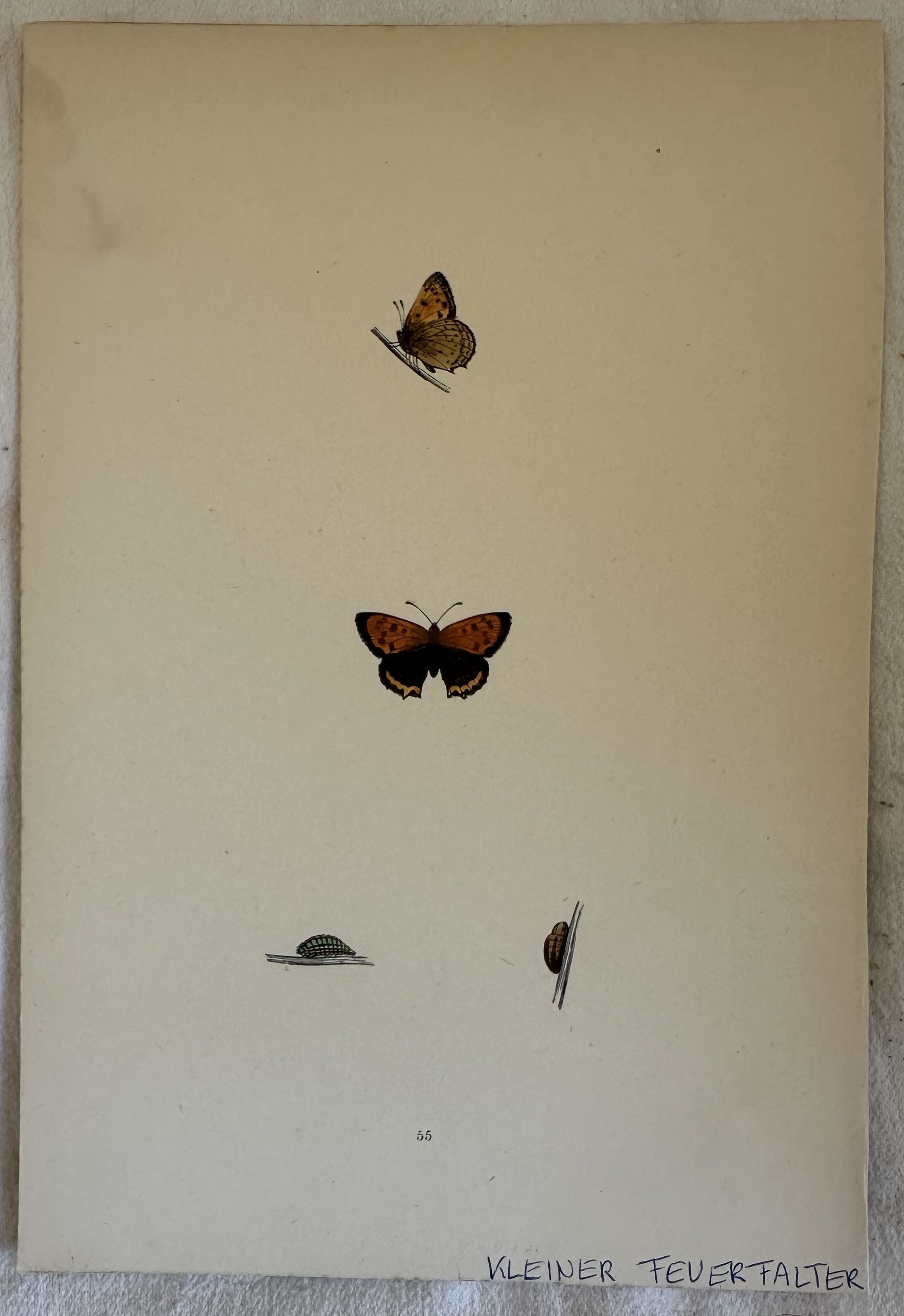 KLEINER FEVERFALTER Lycaena phlaeas Argo bronzeo