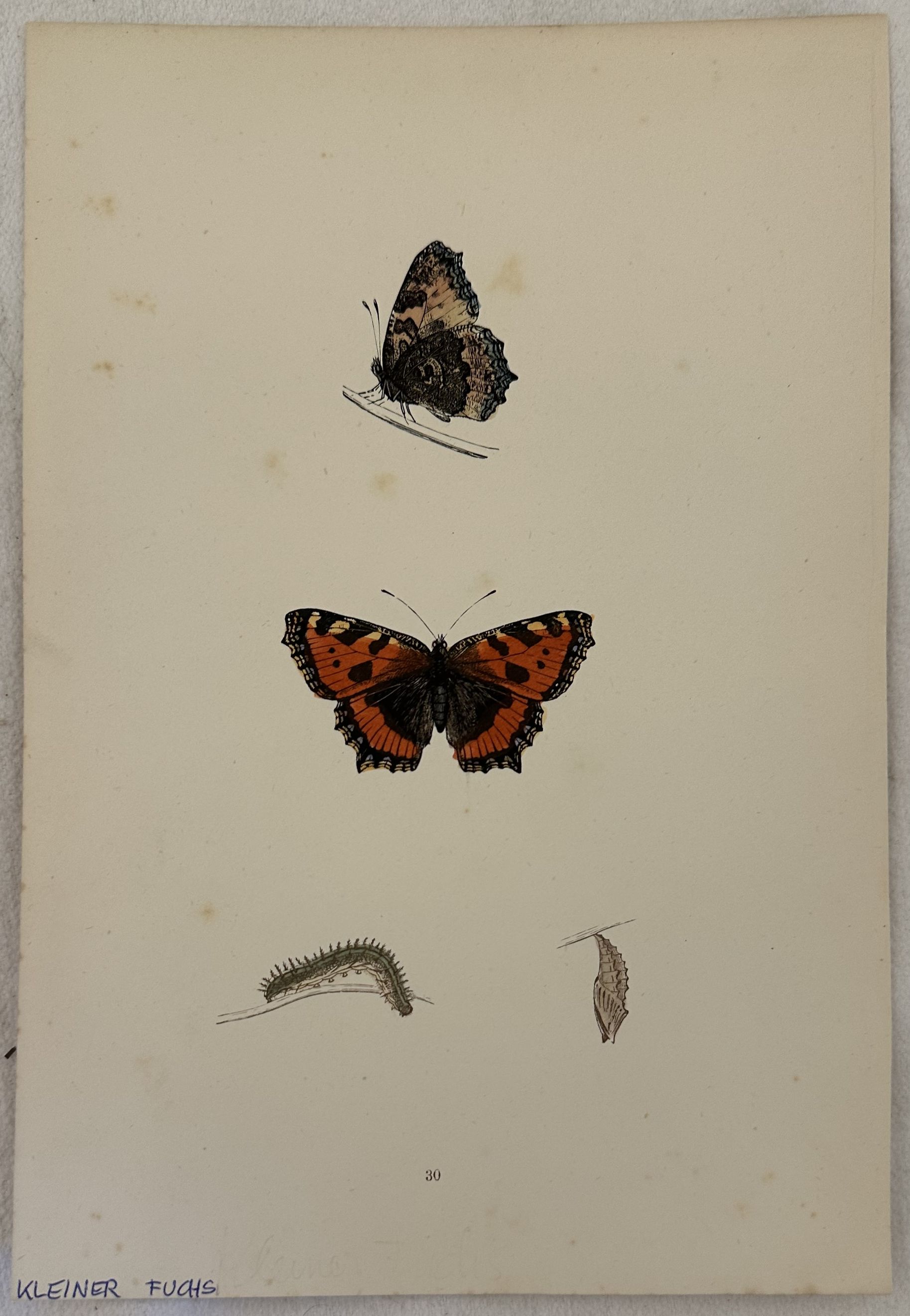 KLEINER FUCHS Aglais urticae Vanessa dell'ortica