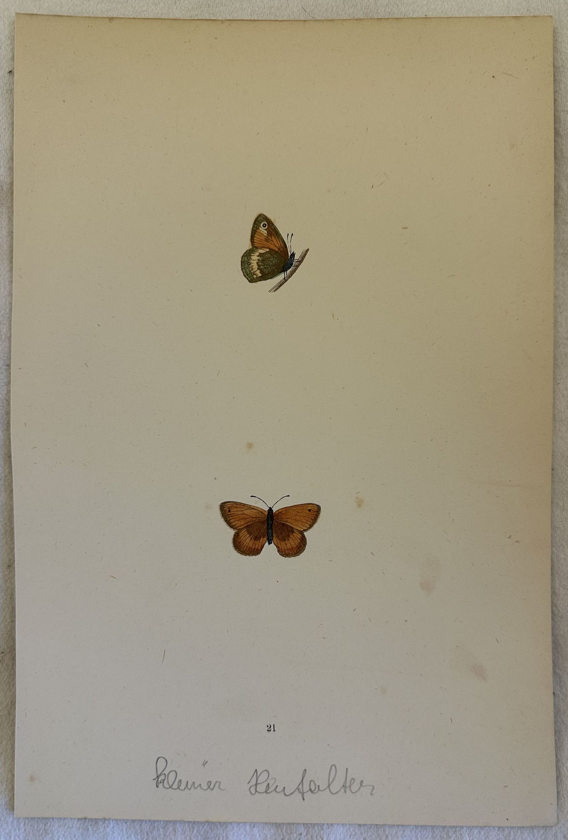 KLEINER KEUFALTER Coenonympha pamphilus Ninfa minore o panfila
