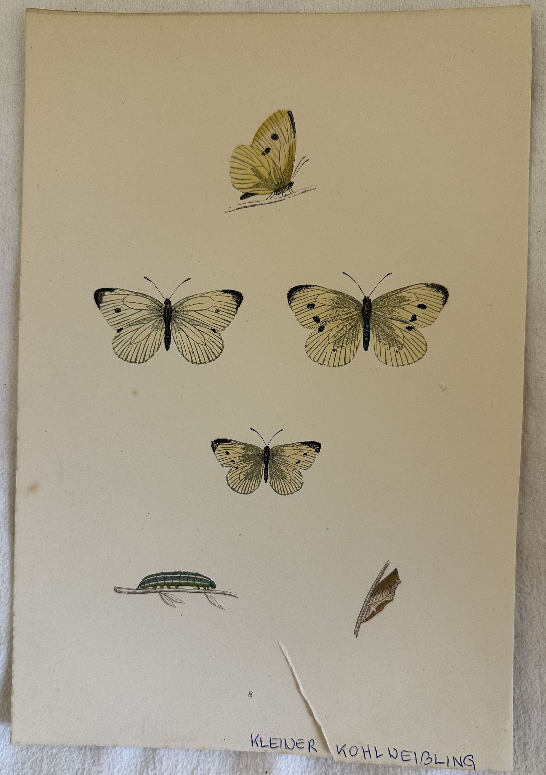 KLEINER KOHLWESSLING Pieris rapae (Cavolaia minore o rapaiola)