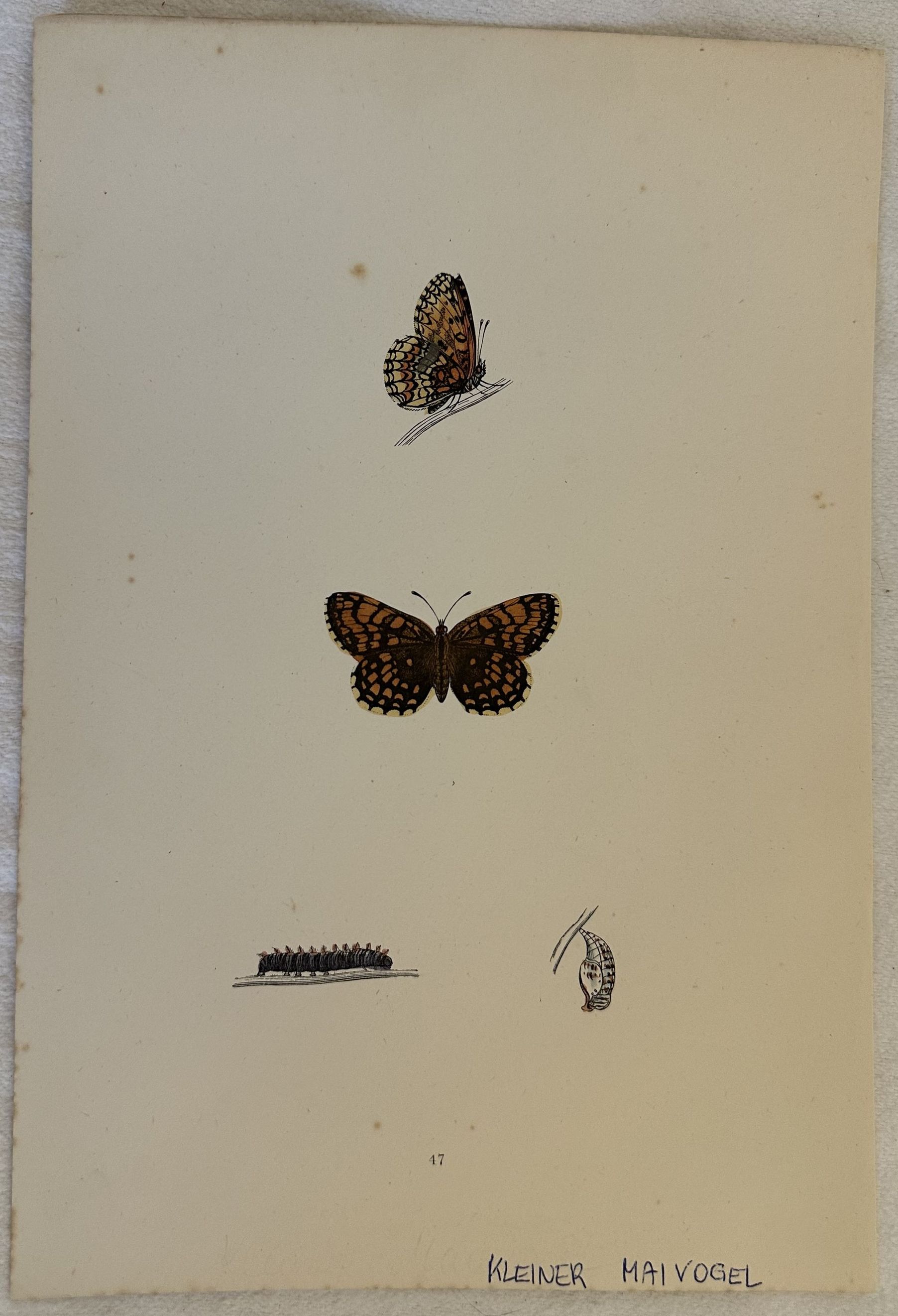 KLEINER MAIVOGEL Euphydryas maturna