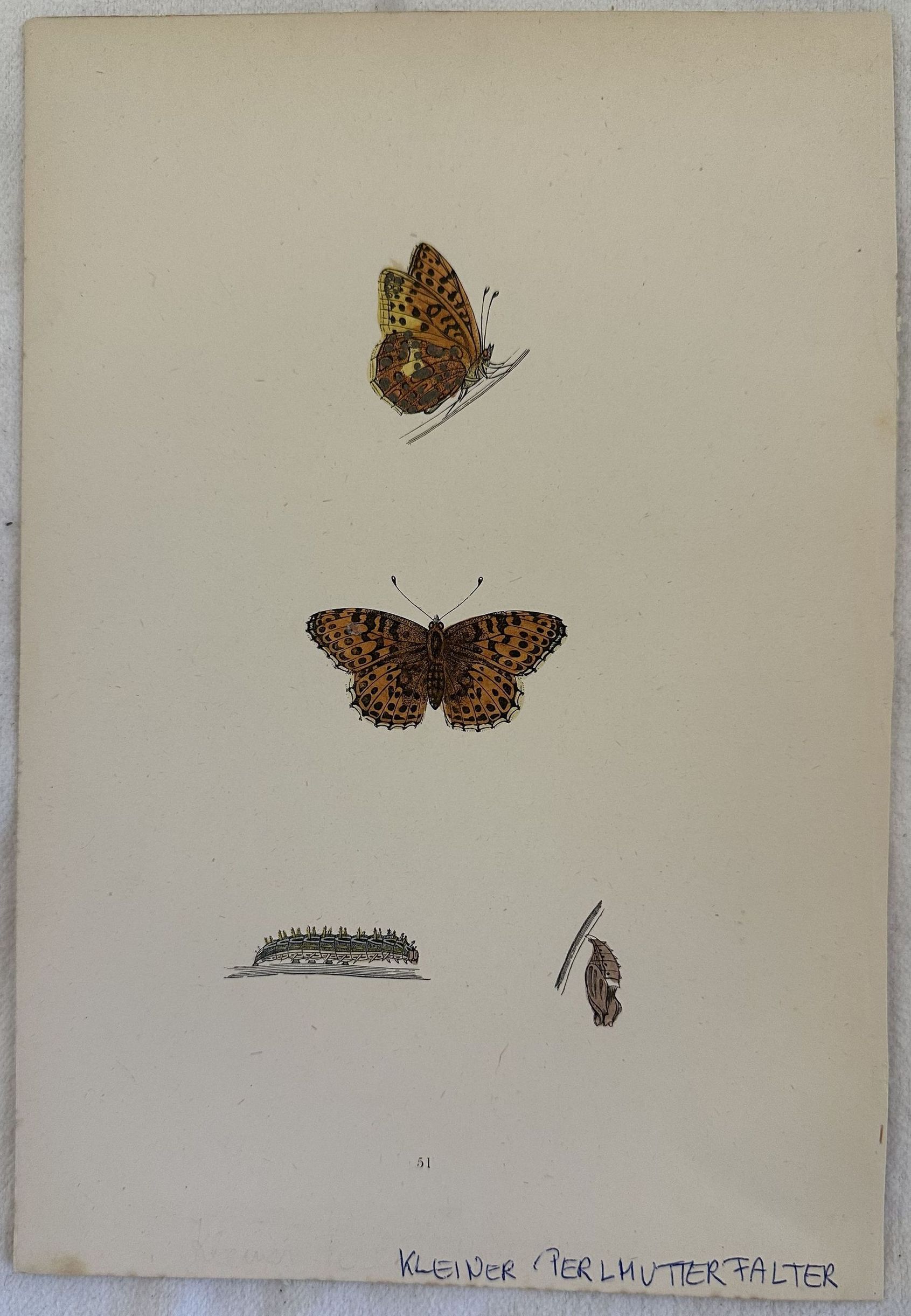 KLEINER PERLMUTTERFALTER Issoria lathonia Latonia