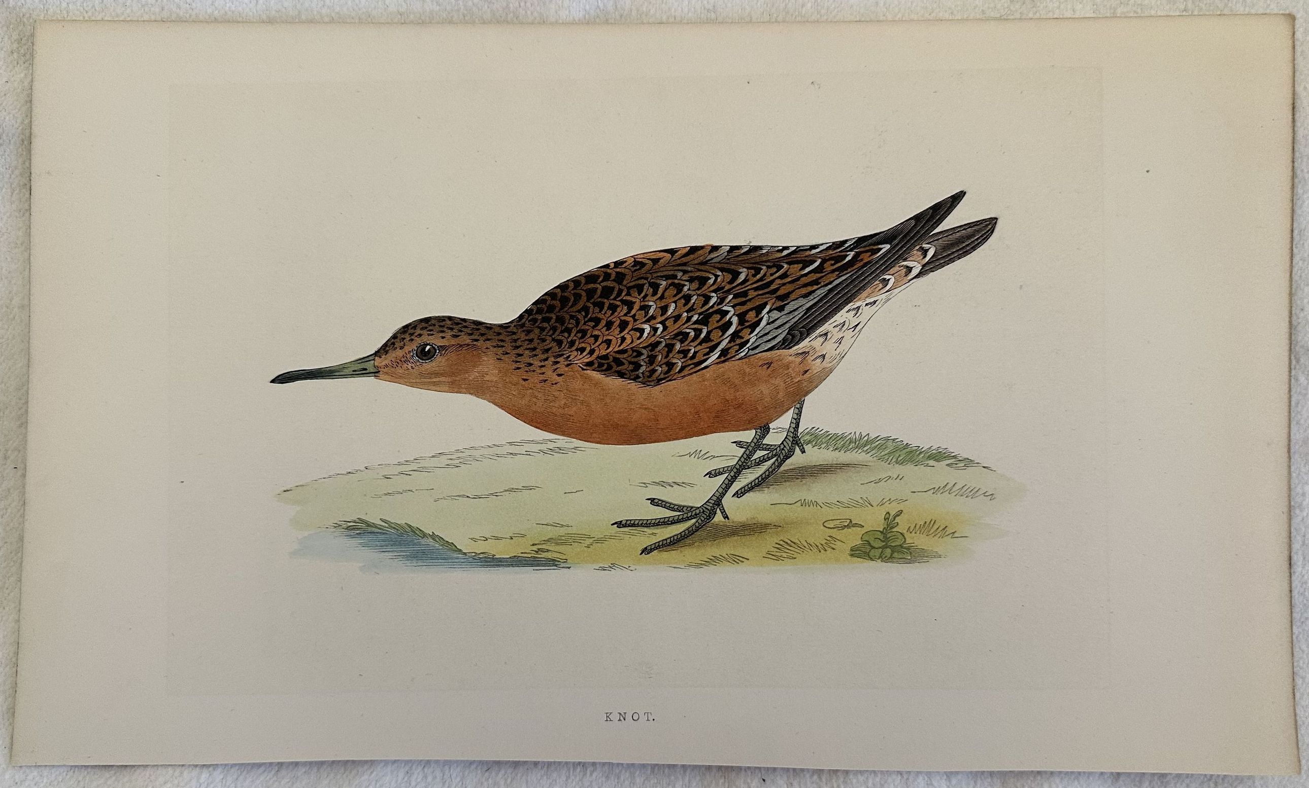 KNOT (Calidris canutus) Piovanello maggiore