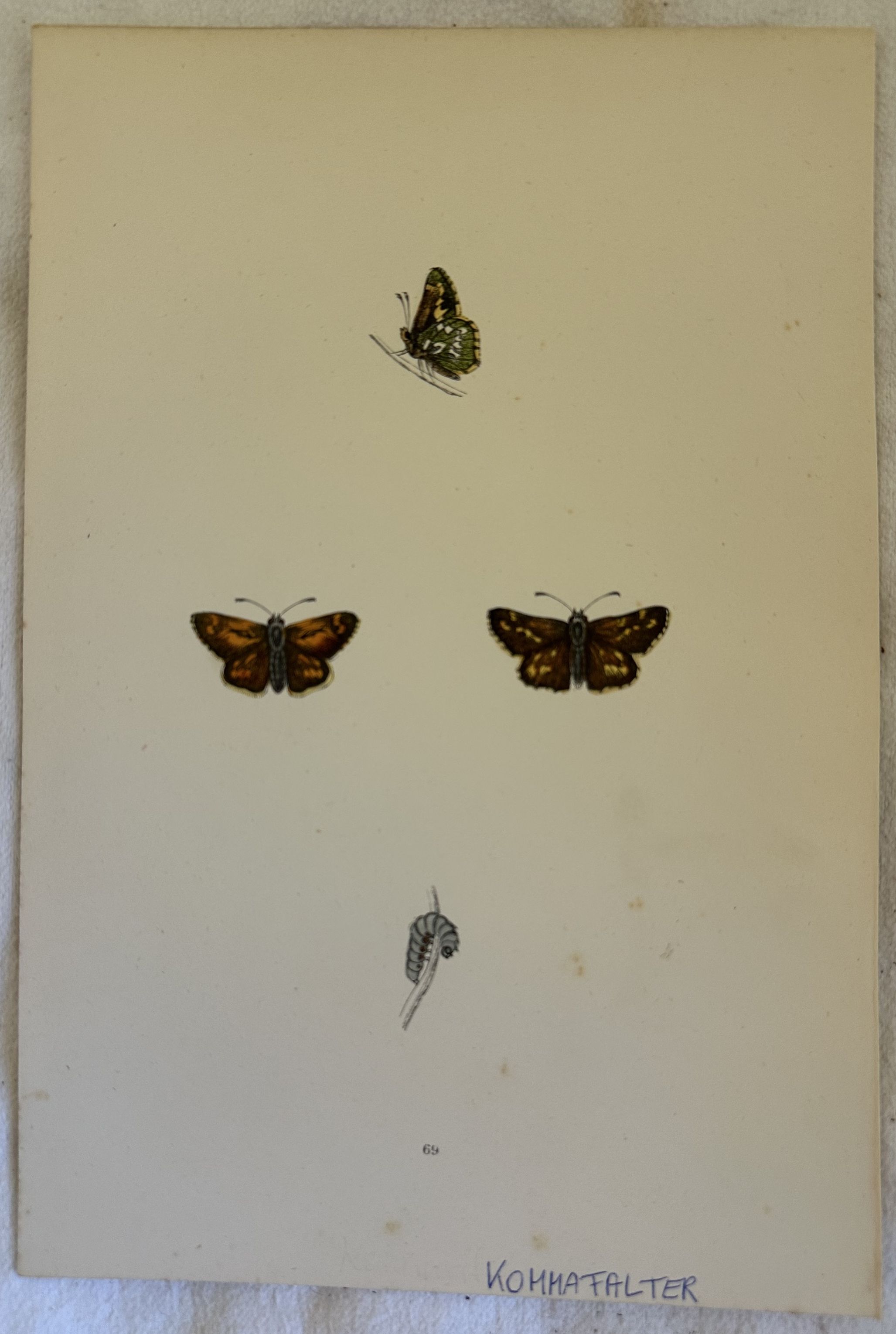 KOMMAFALTER Hesperia