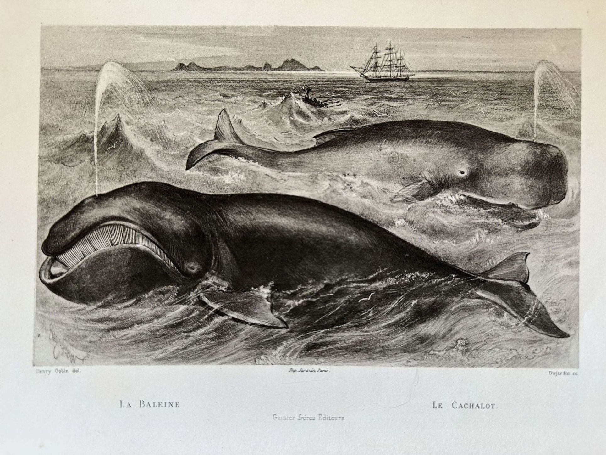 LA BALEINE LE CACHALOT