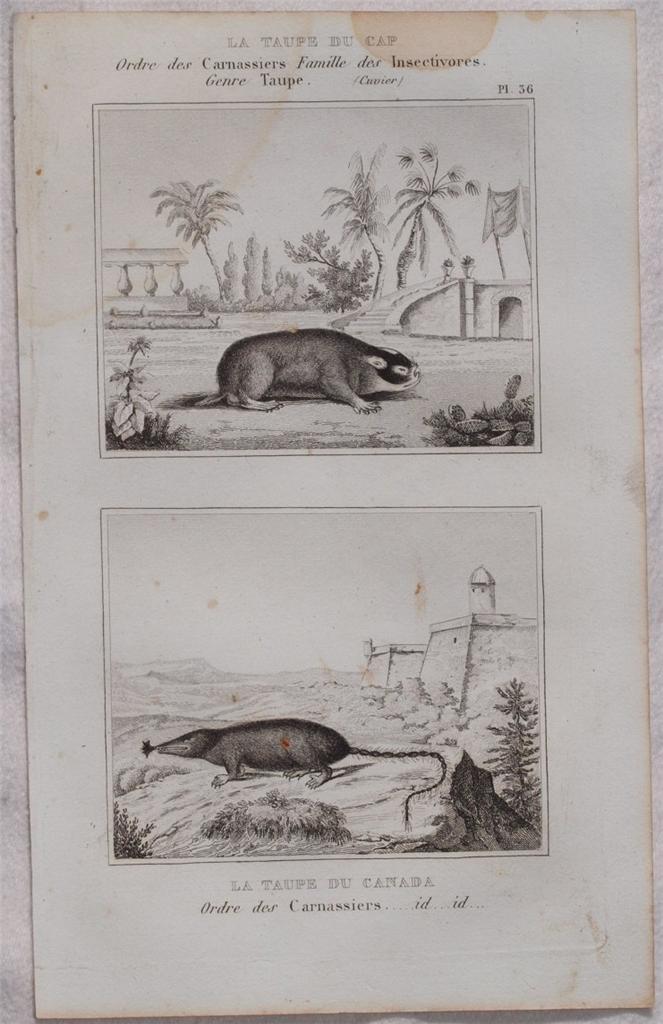 LA TAUPE DU CAP LA TAUPE DU CANADA Ordre des …