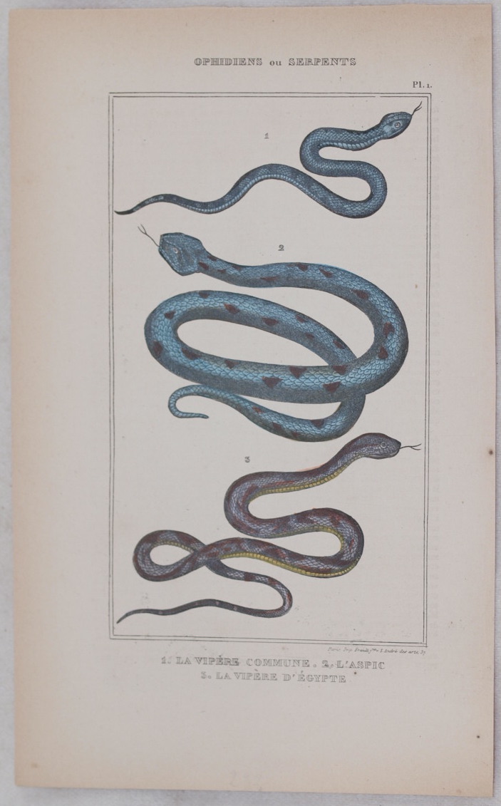 LA VIPERE COMMUNE L'ASPIC LA VIPERE D'EGYPTE