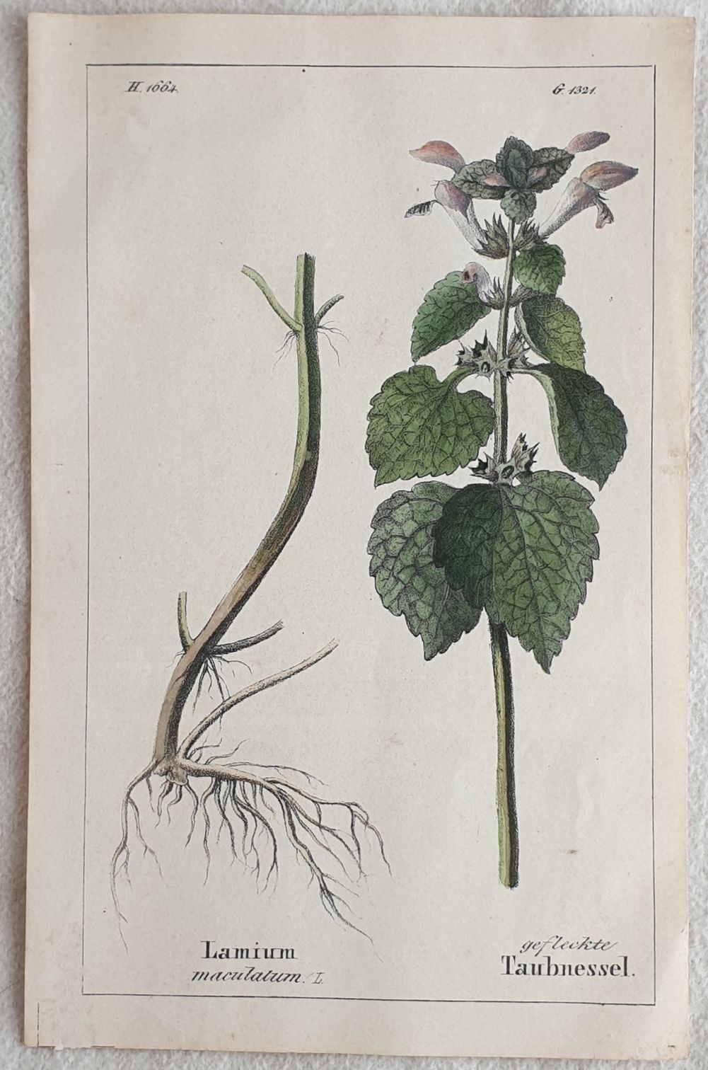 Lamium maculatum