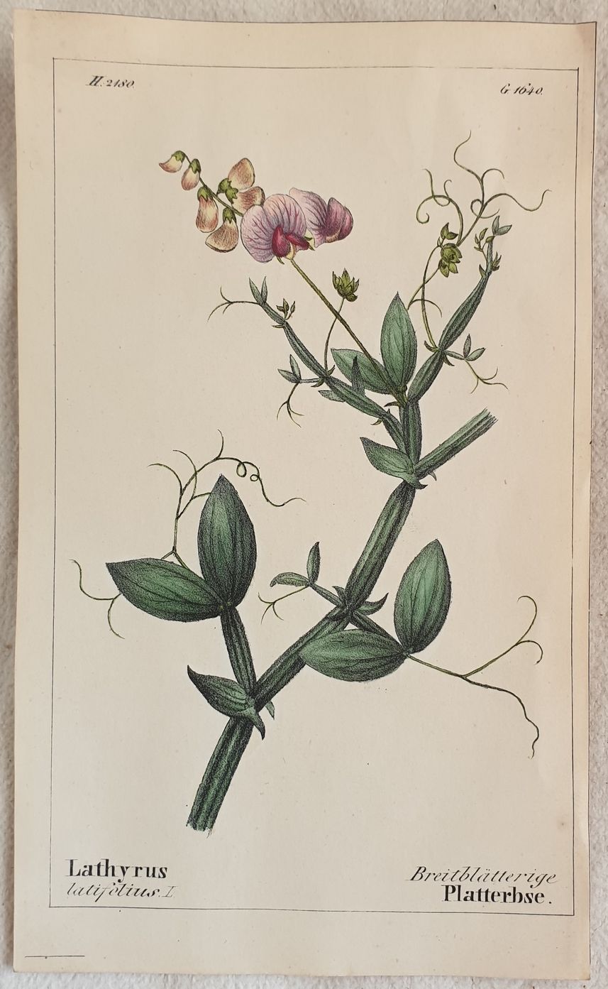 Lathyrus latifolius