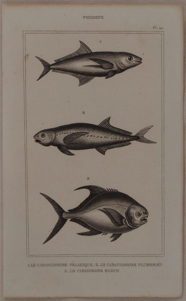 LE CARANXOMORE PELAGIQUE LE CARANXOMORE PLUMERIEN LE COESIOMORE BLOCH Poissons