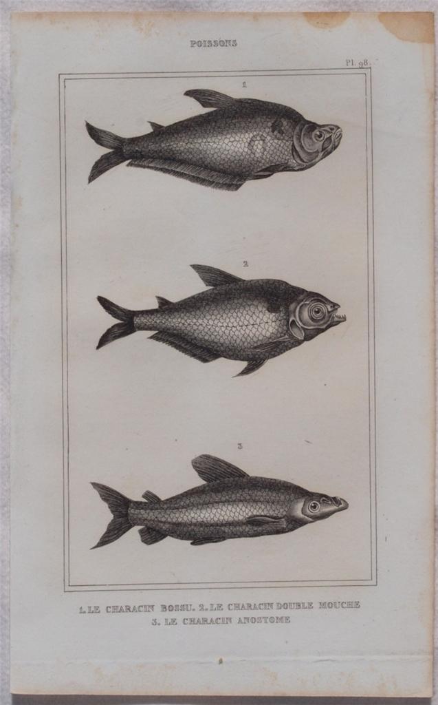 LE CHARACIN BOSSU LE CHARACIN DOUBLE MOUCHE LLE CHARACIN ANOSTOME