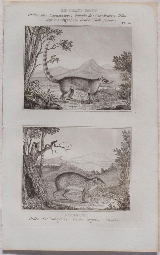LE COATI ROUX L'AGOUTI