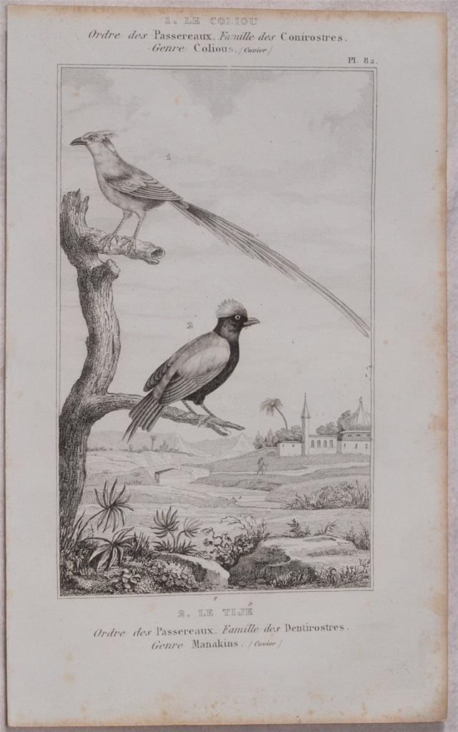 LE COLIOU LE TIJE Ordre des Passereaux Famille des Conirostres …
