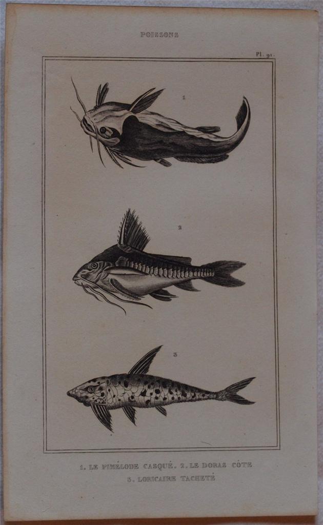 LE PIMELODE CASQUE LE DORAS COTE LORICAIRE TACHETE Poissons