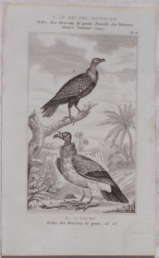 LE ROI DES VAUTOURS L'URUBU Ordre des Oiseau de proie …