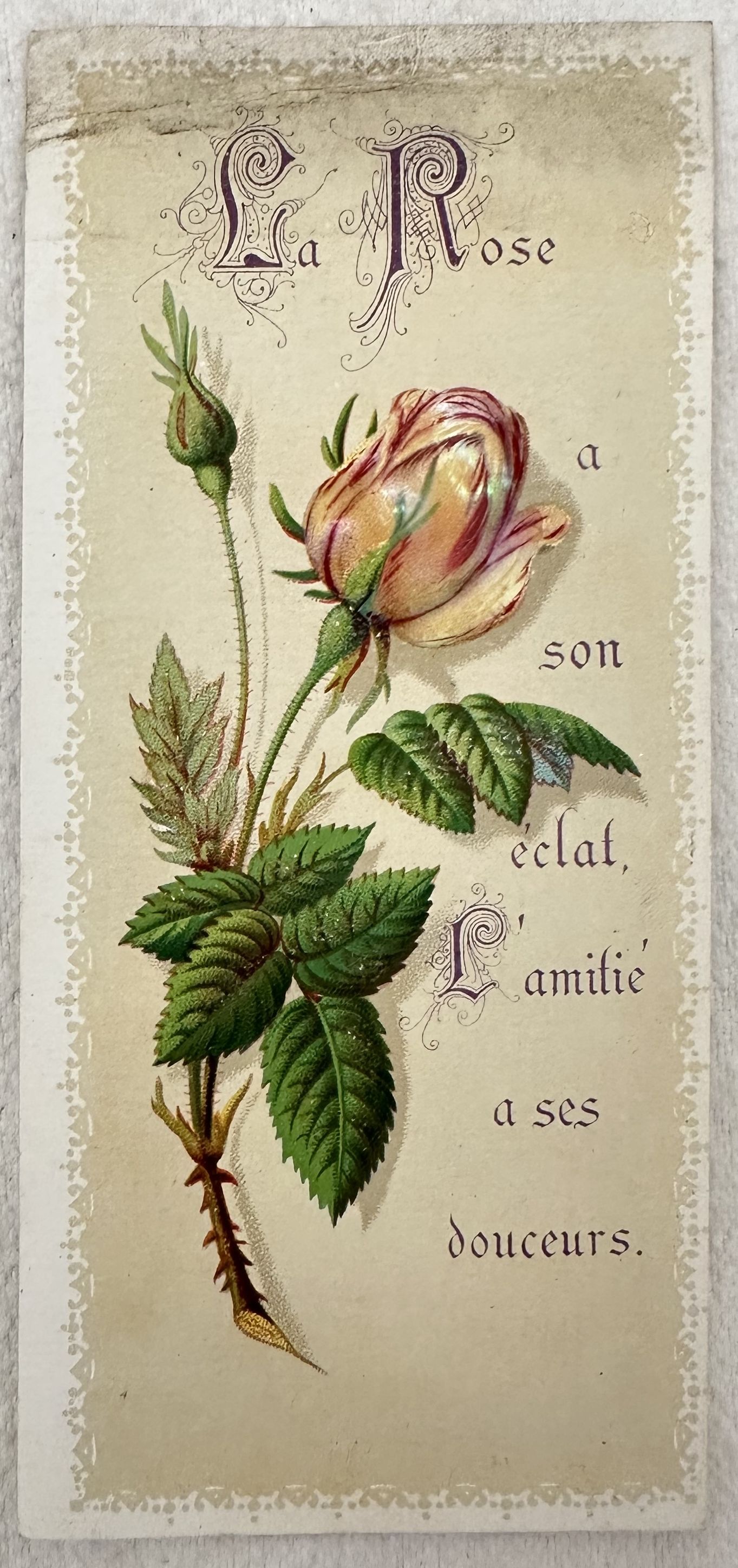 LE ROSE A SON ECLAT L'AMITIE A SES DOUCEURS