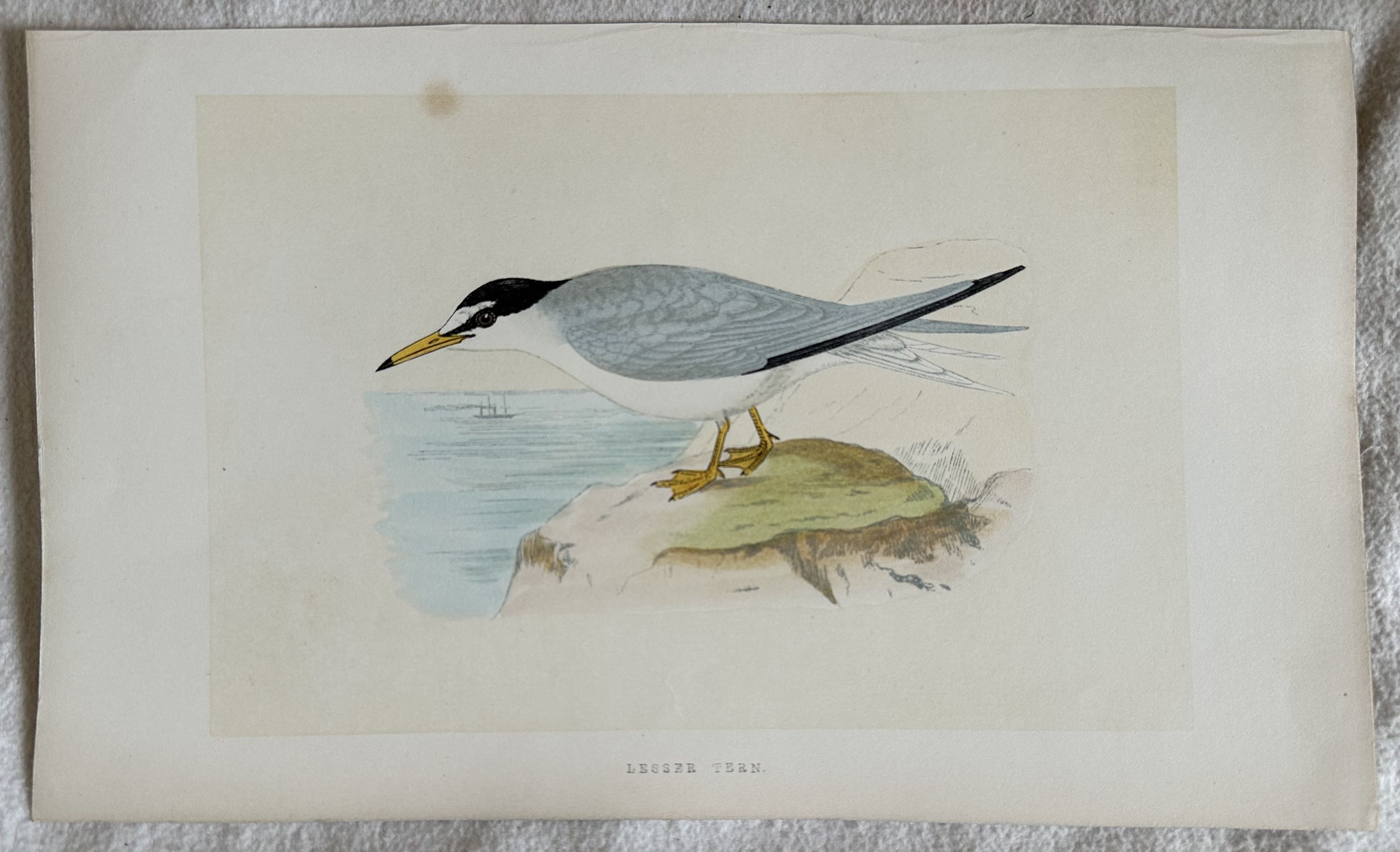 LESSER TERN (Fraticello americano)