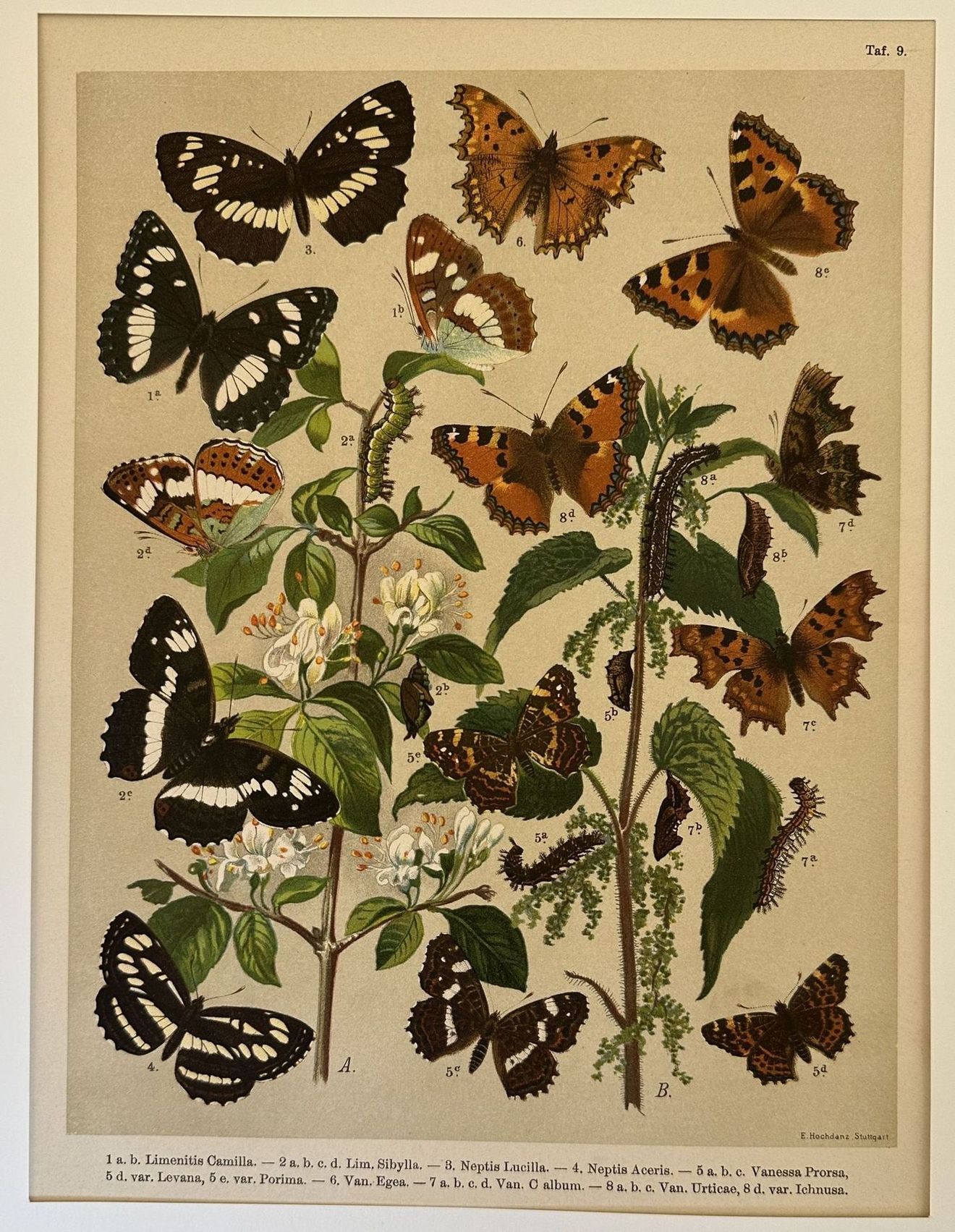 Limenitis camilla - Lim. Sibylla - Neptis lucilla - Neptis …