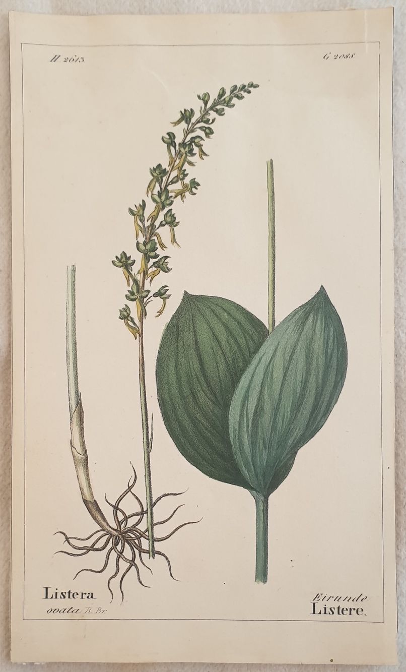 Listera ovata