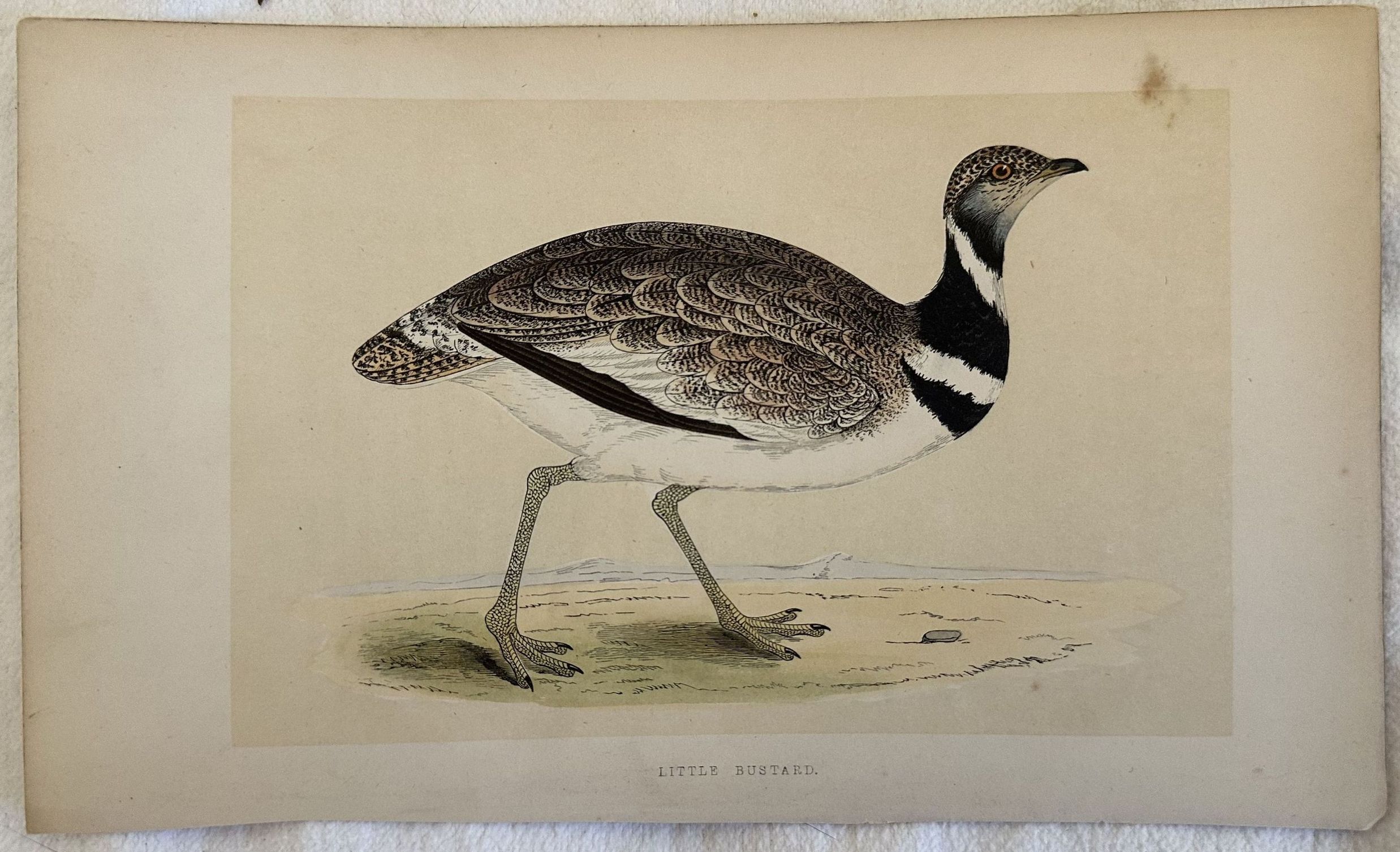 LITTLE BUSTARD Tetrax tetrax (Gallina prataiola)