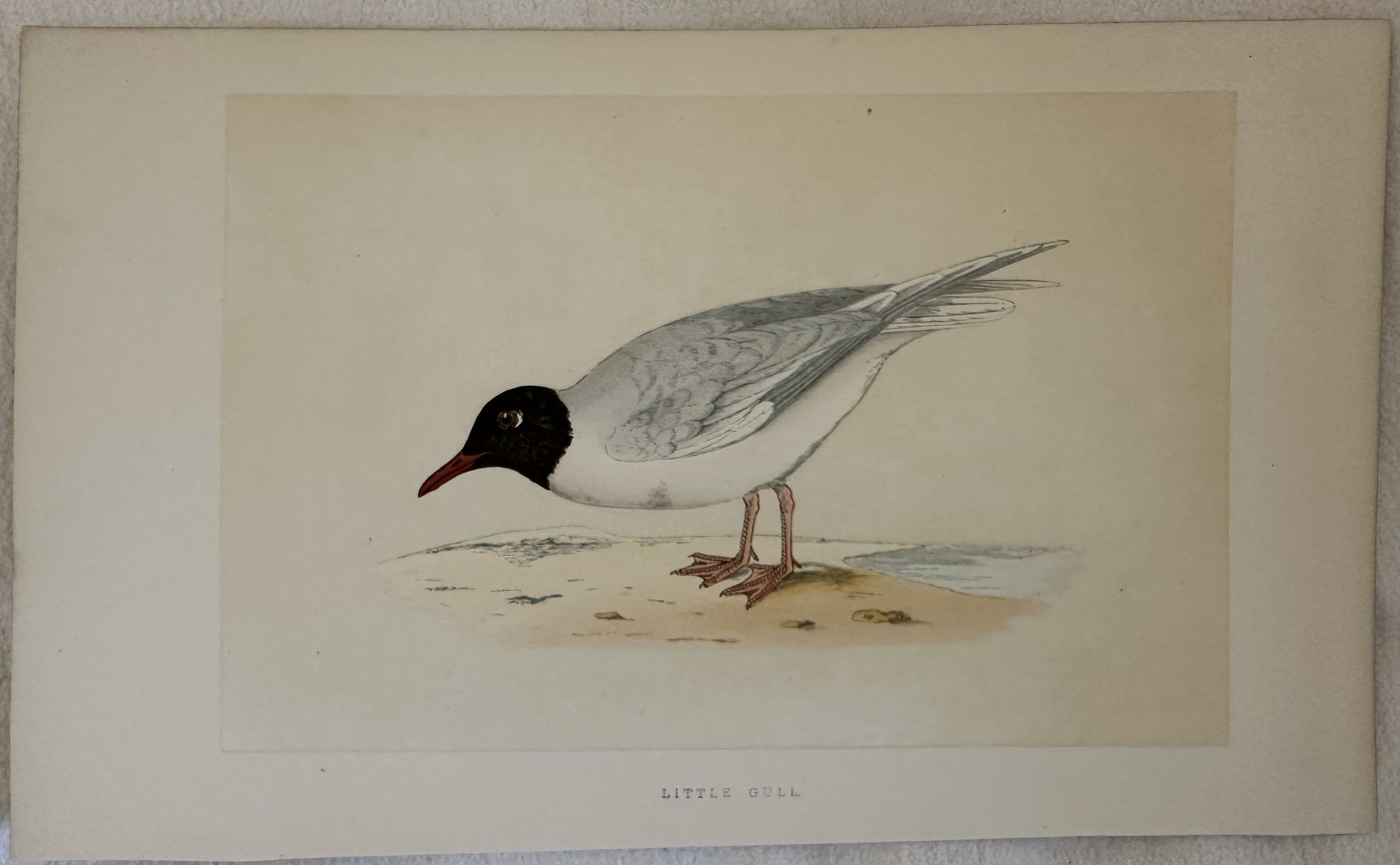 LITTLE GULL Hydrocoloeus minutus (Gabbianello)