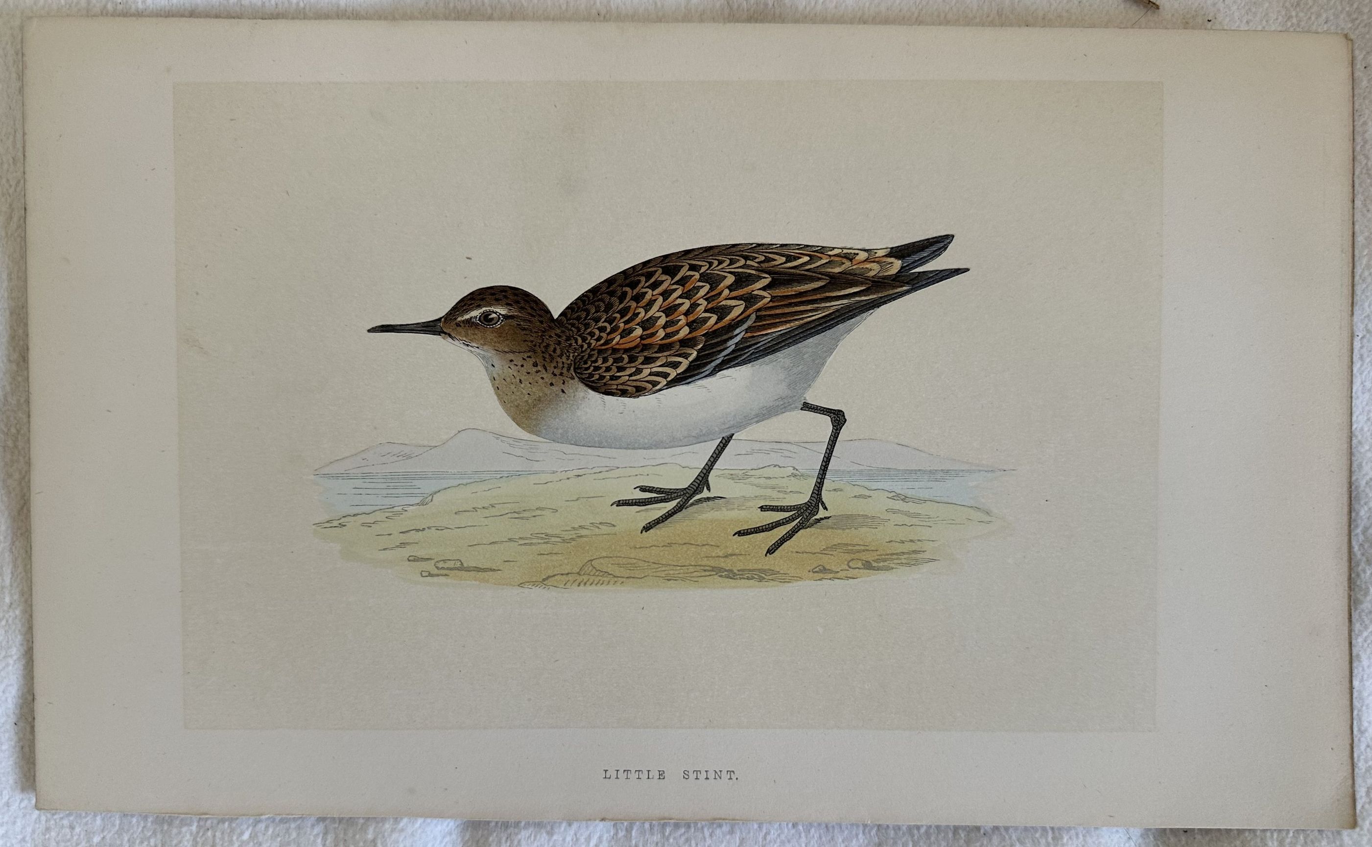 LITTLE STINT(Gambecchio comune)