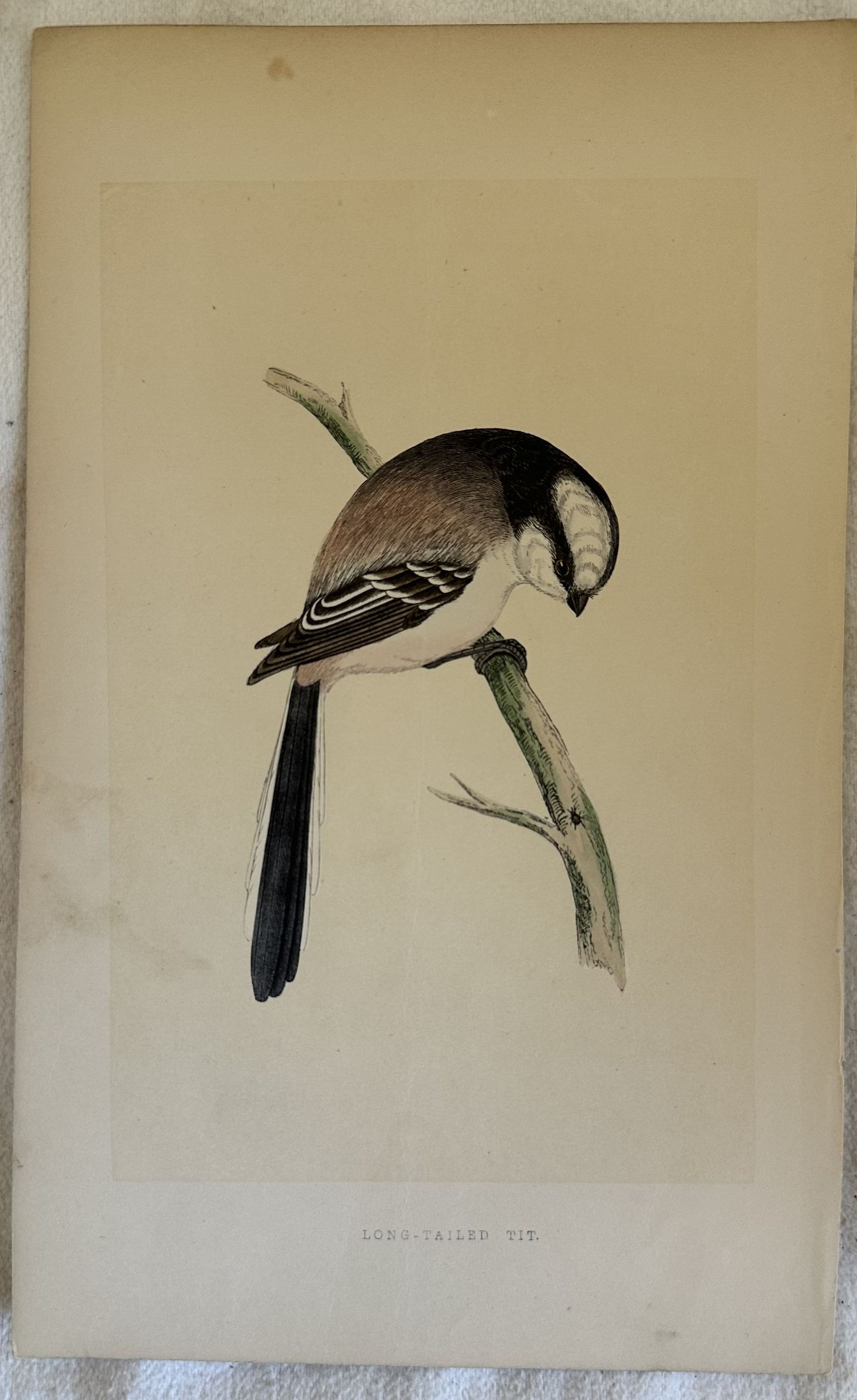LONG-TAILED TIT Aegithalos caudatus (Codibugnolo)