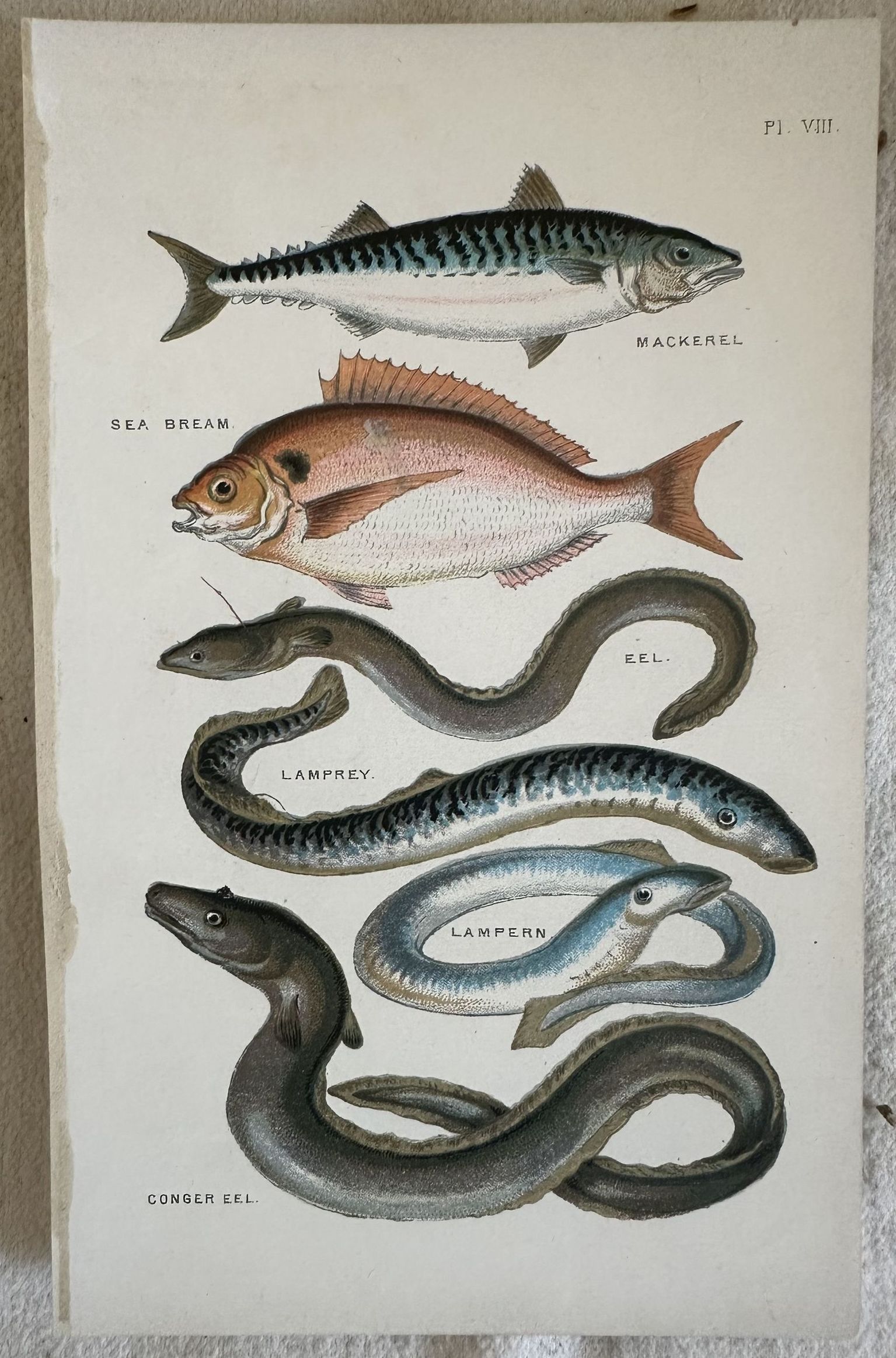 MACKEREL (Sgombro) SEA BREAM (Orata) EEL (Anguilla) LAMPREY (Lampreda) LAMPERN …