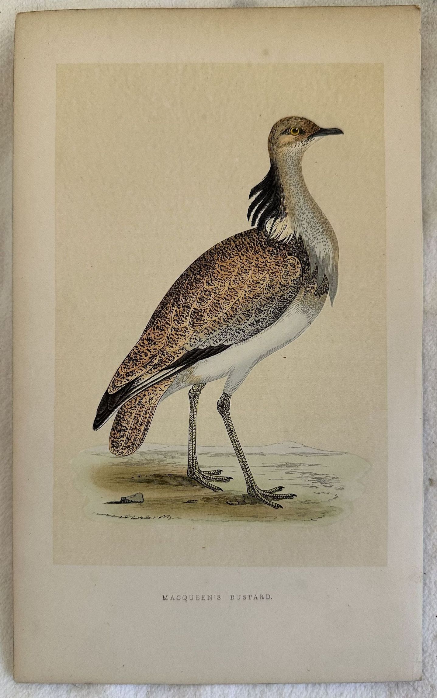 MACQUEEN'S BUSTARD Chlamydotis macqueenii (Ubara asiatica)