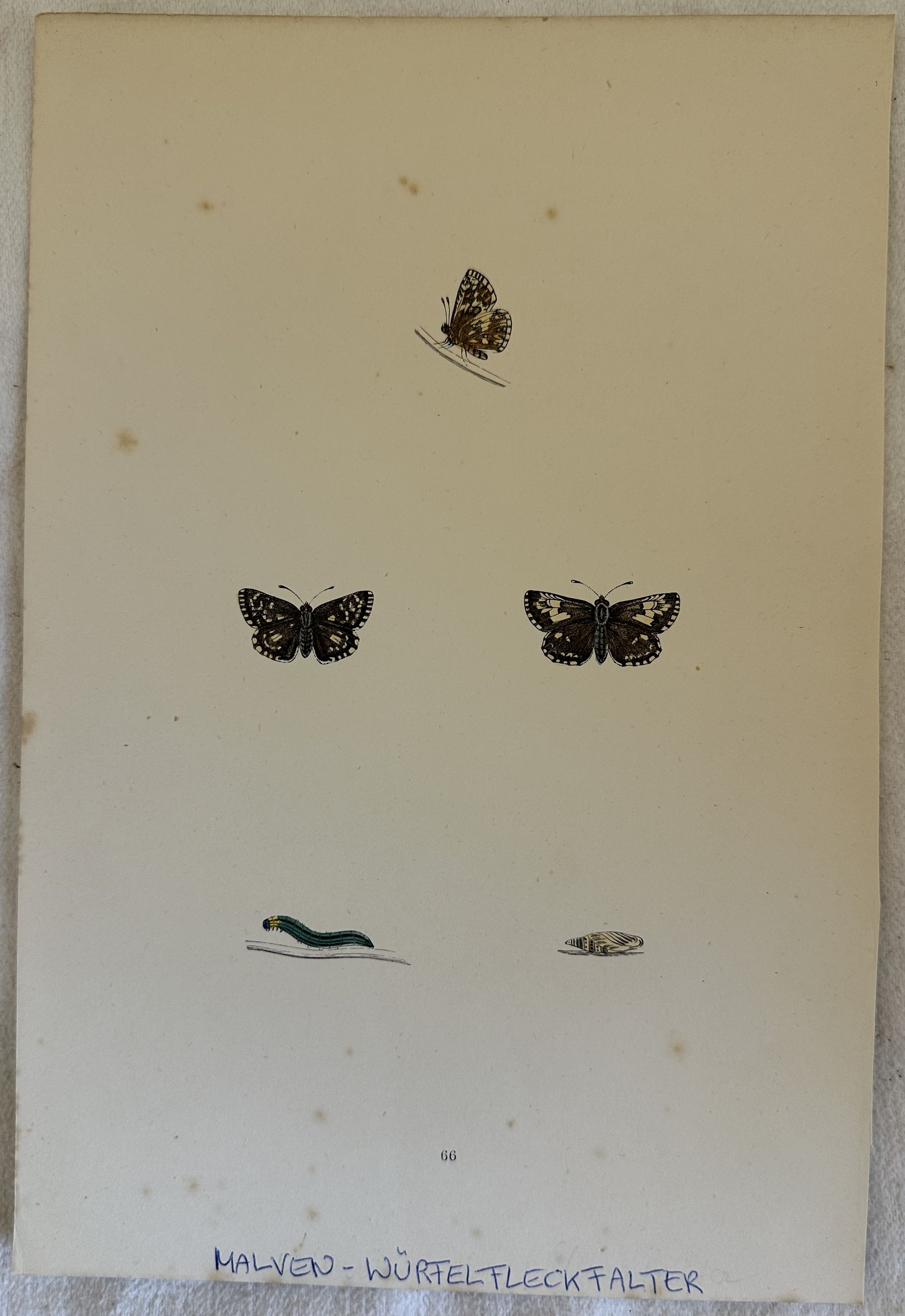 MALVEN WURFELFLECKFALTER Pyrgus malvae Esperia della malva