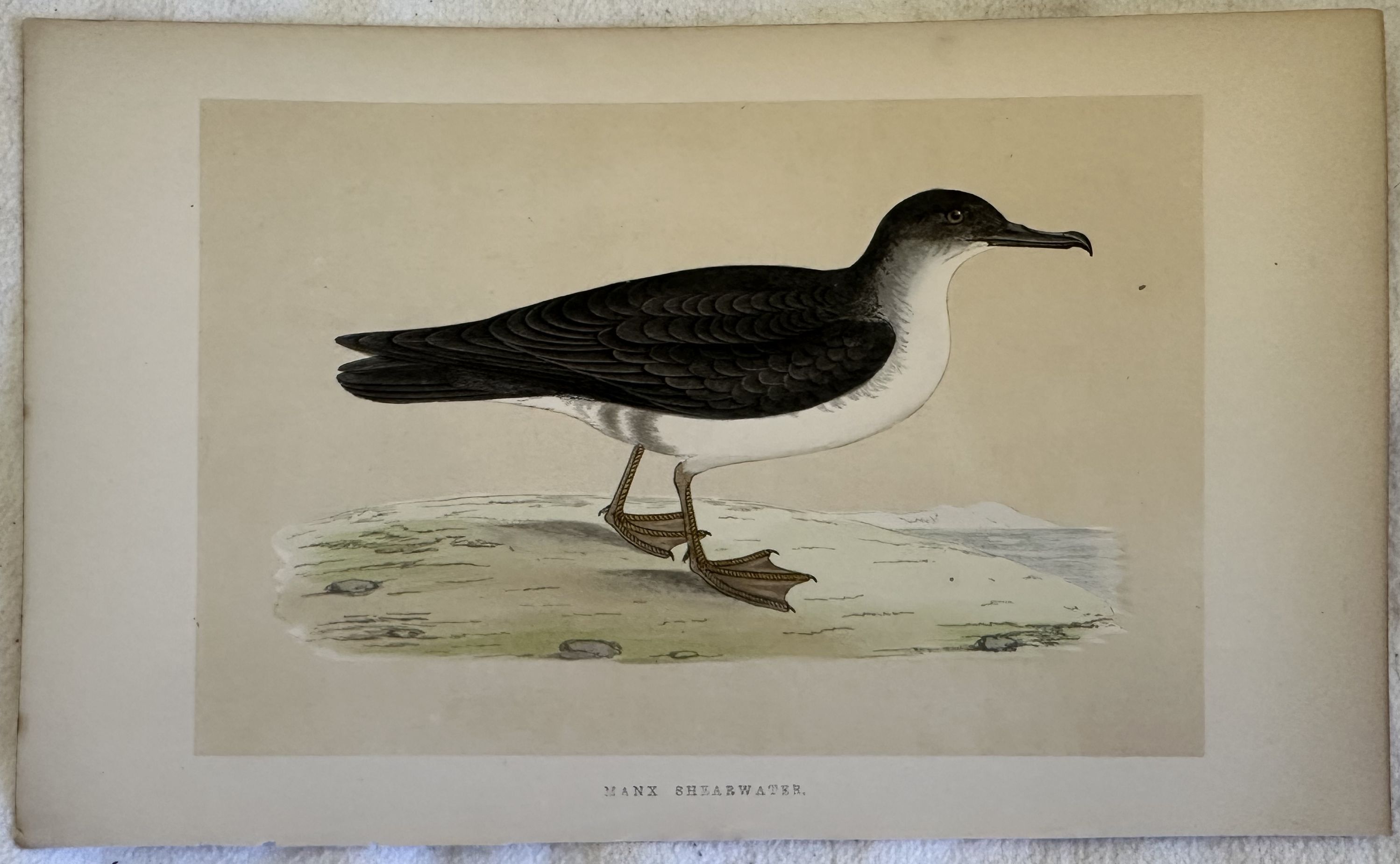 MANX SHEARWATER (Puffinus puffinus) Berta minore atlantica