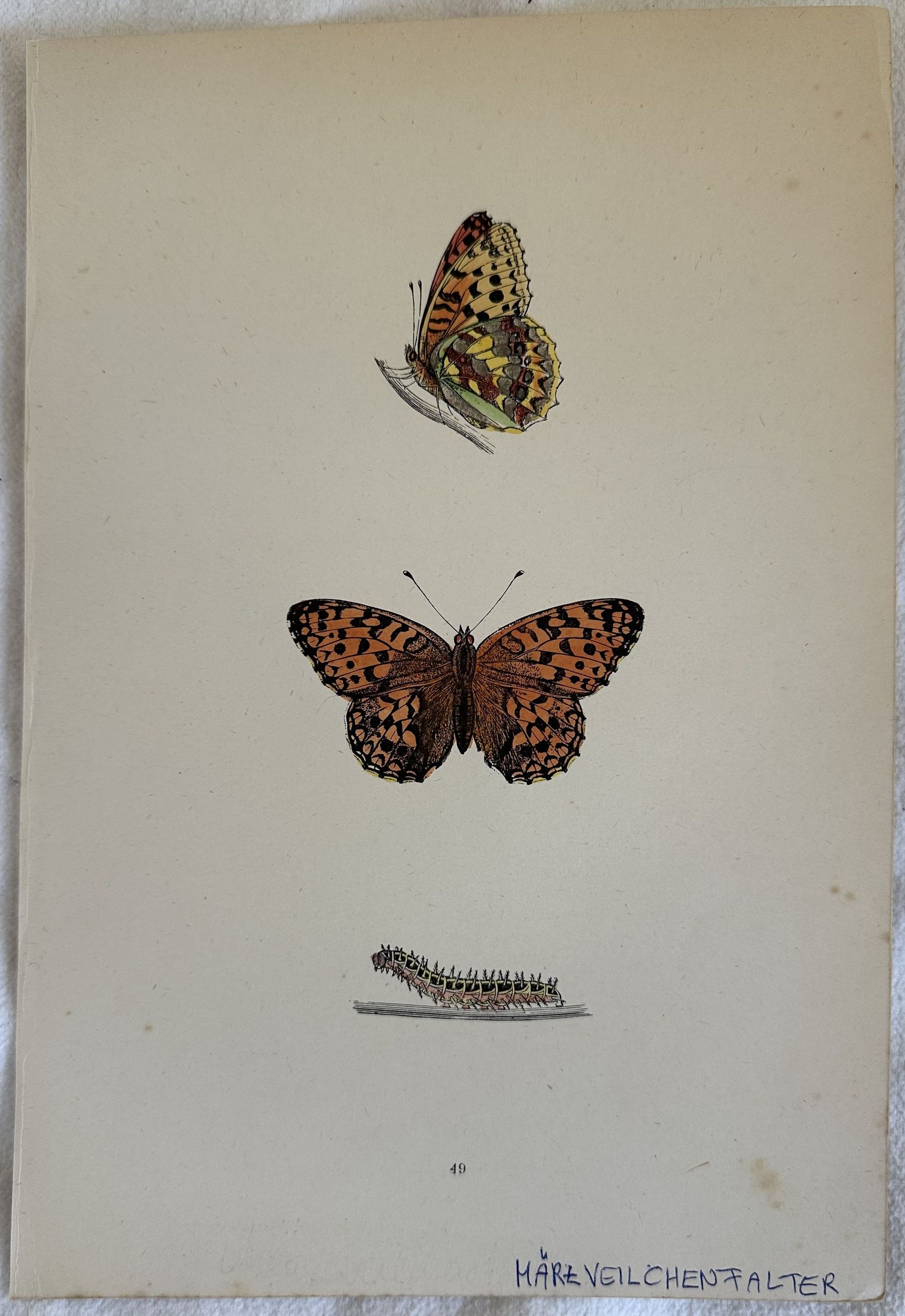 MAREVEILCHENFALTER Fabriciana Adippe