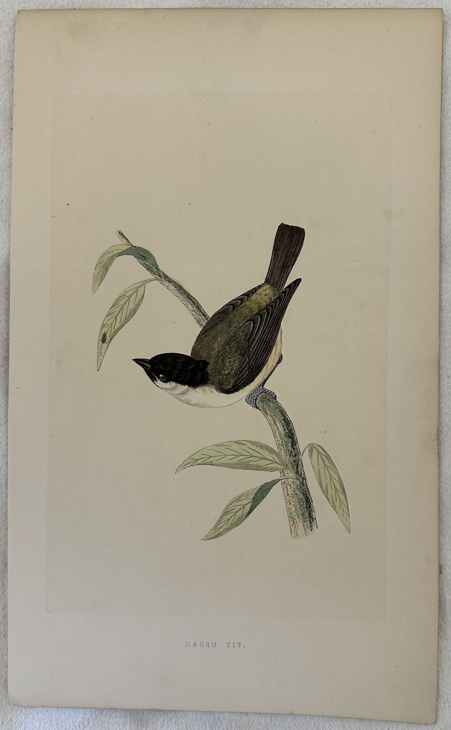 MARSH TIT Poecile palustris (Cincia bigia)